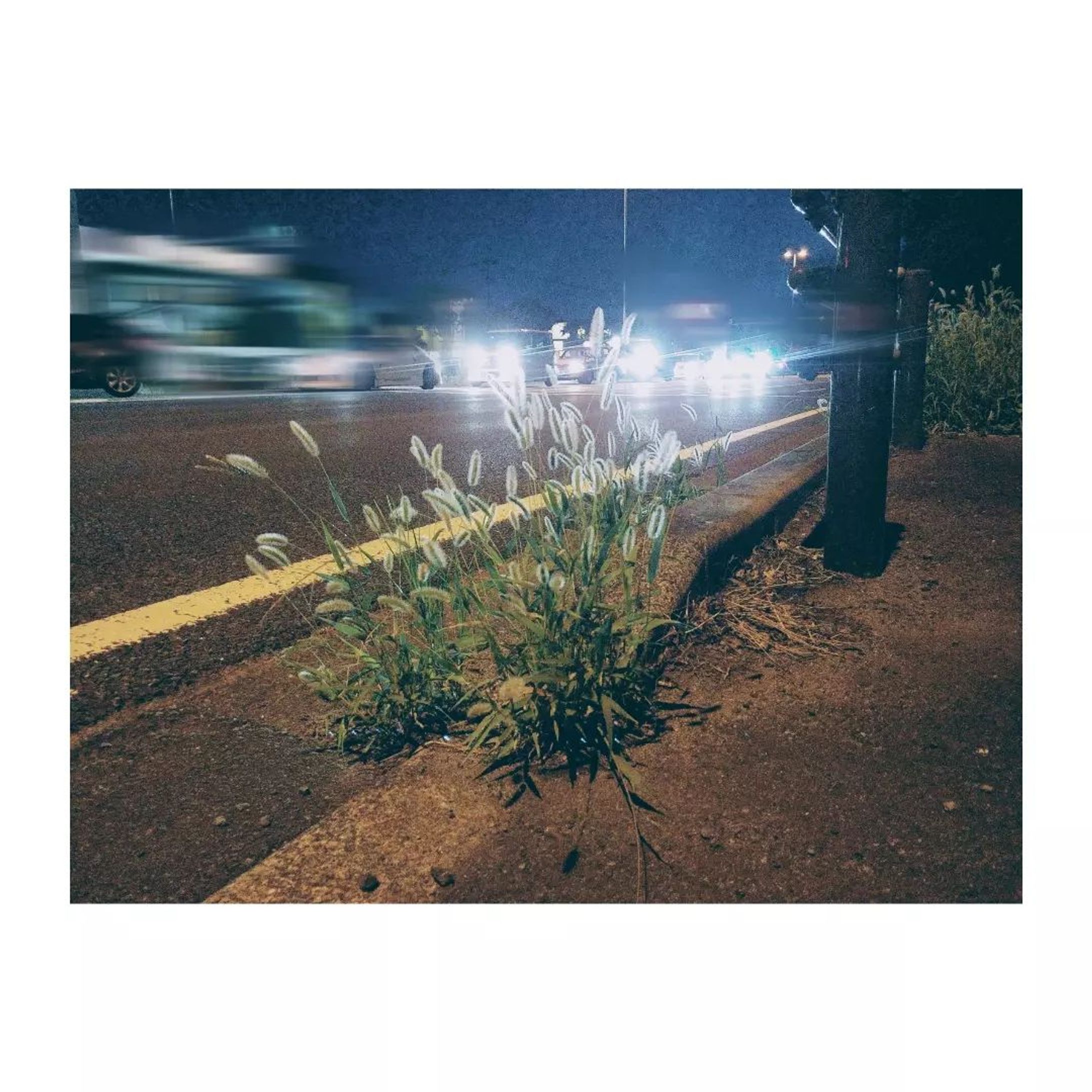 雑草-1