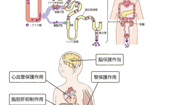 糖尿病ケア+（プラス）2022連載『薬の説』