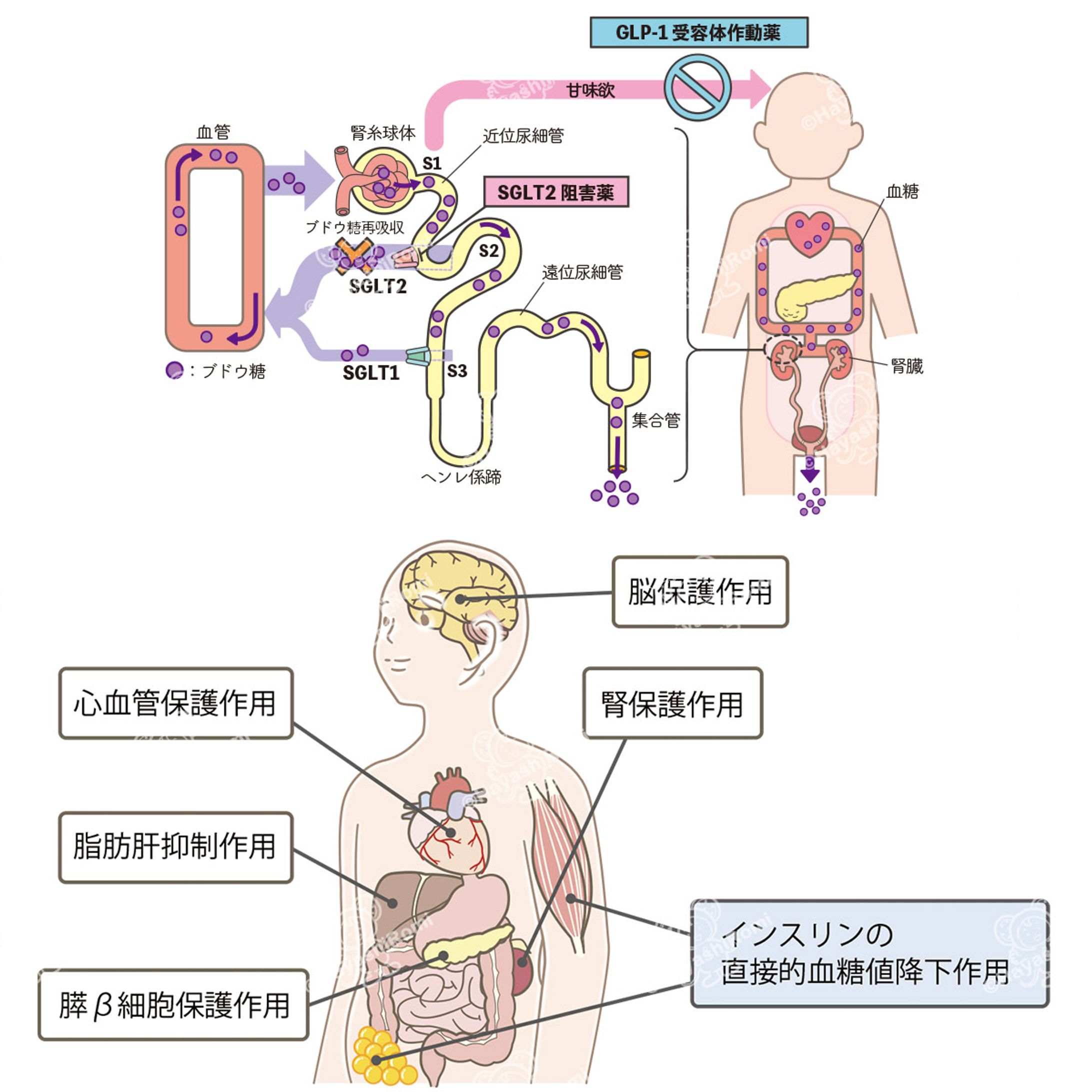 糖尿病ケア+（プラス）2022連載『薬の説』-1