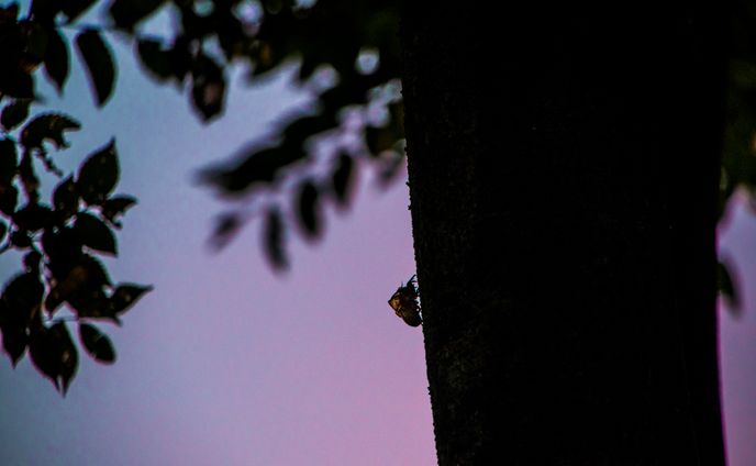 【Photo】Nature