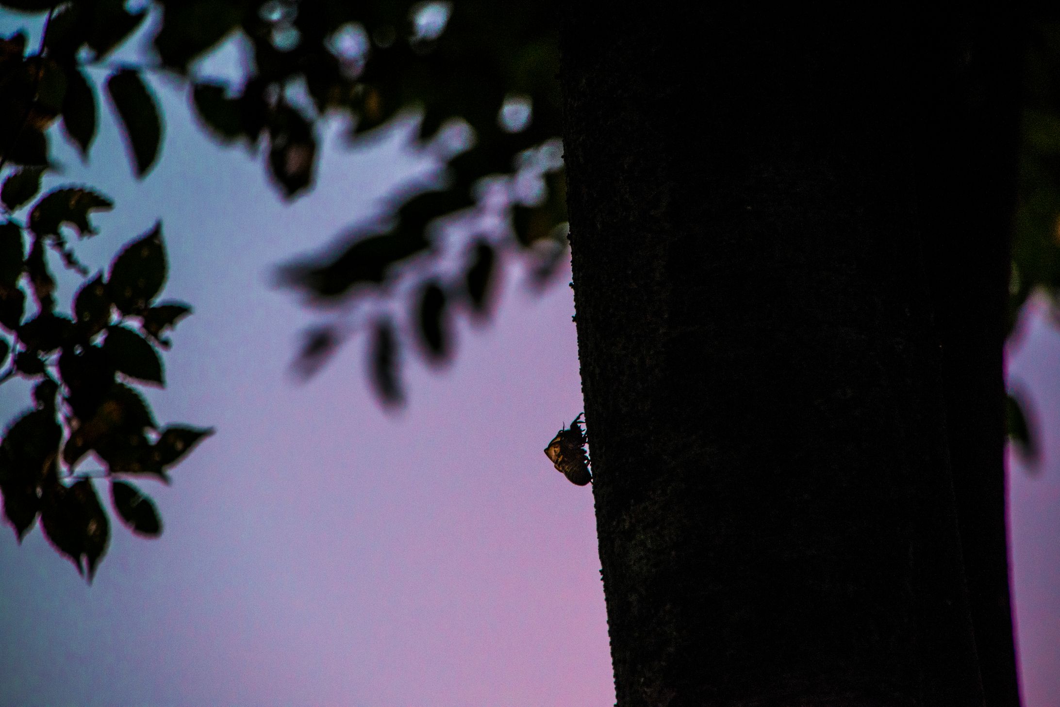 【Photo】Nature-1