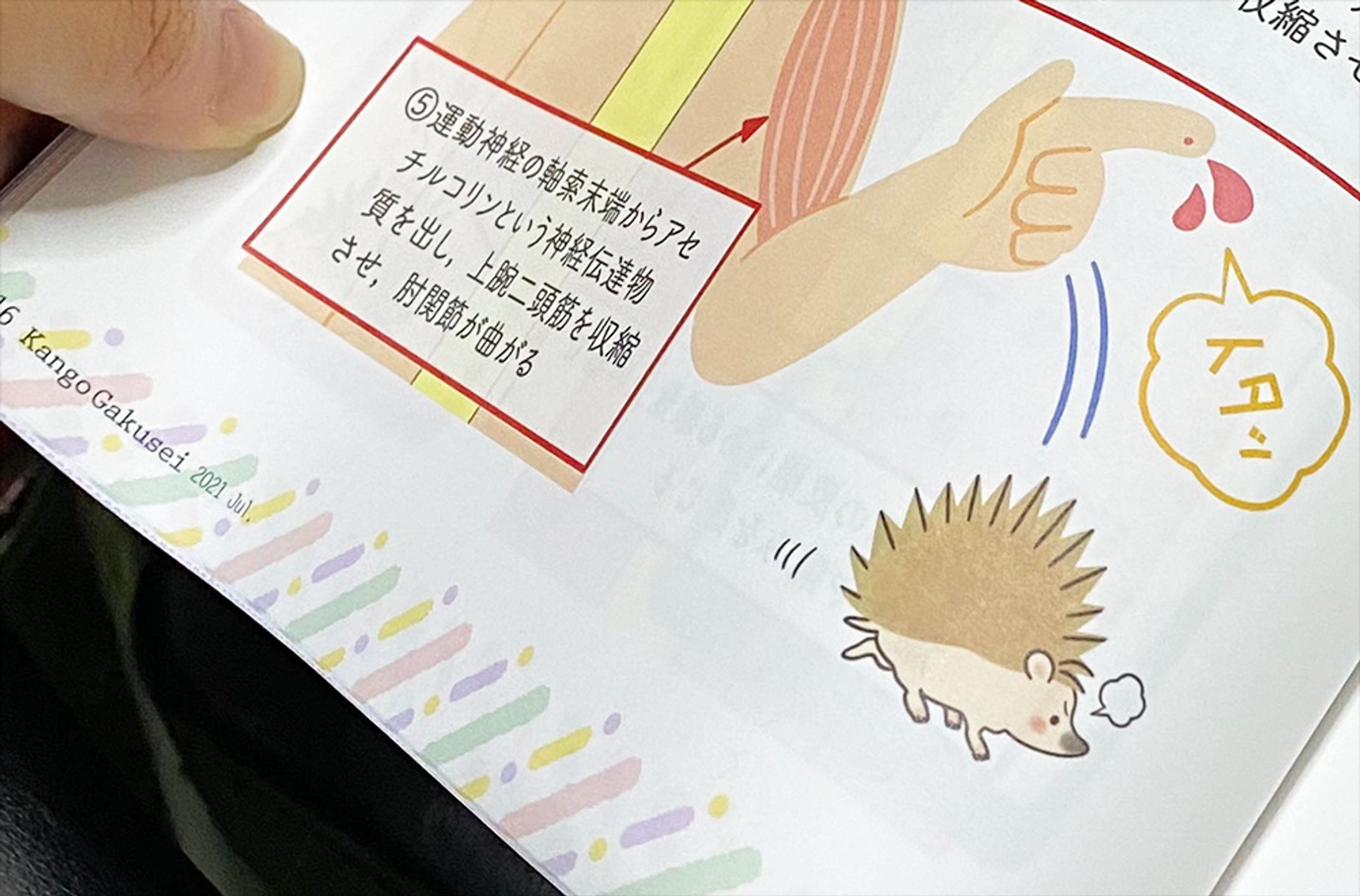 看護学生9月号、神経系のイラスト担当-1