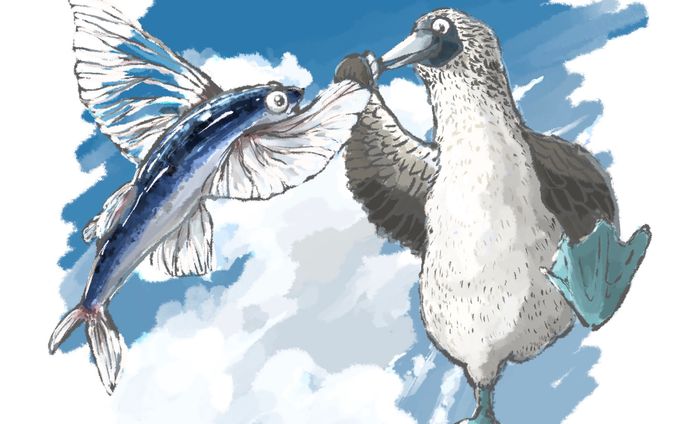 『アオアシカツ踊りと飛魚のダンス』