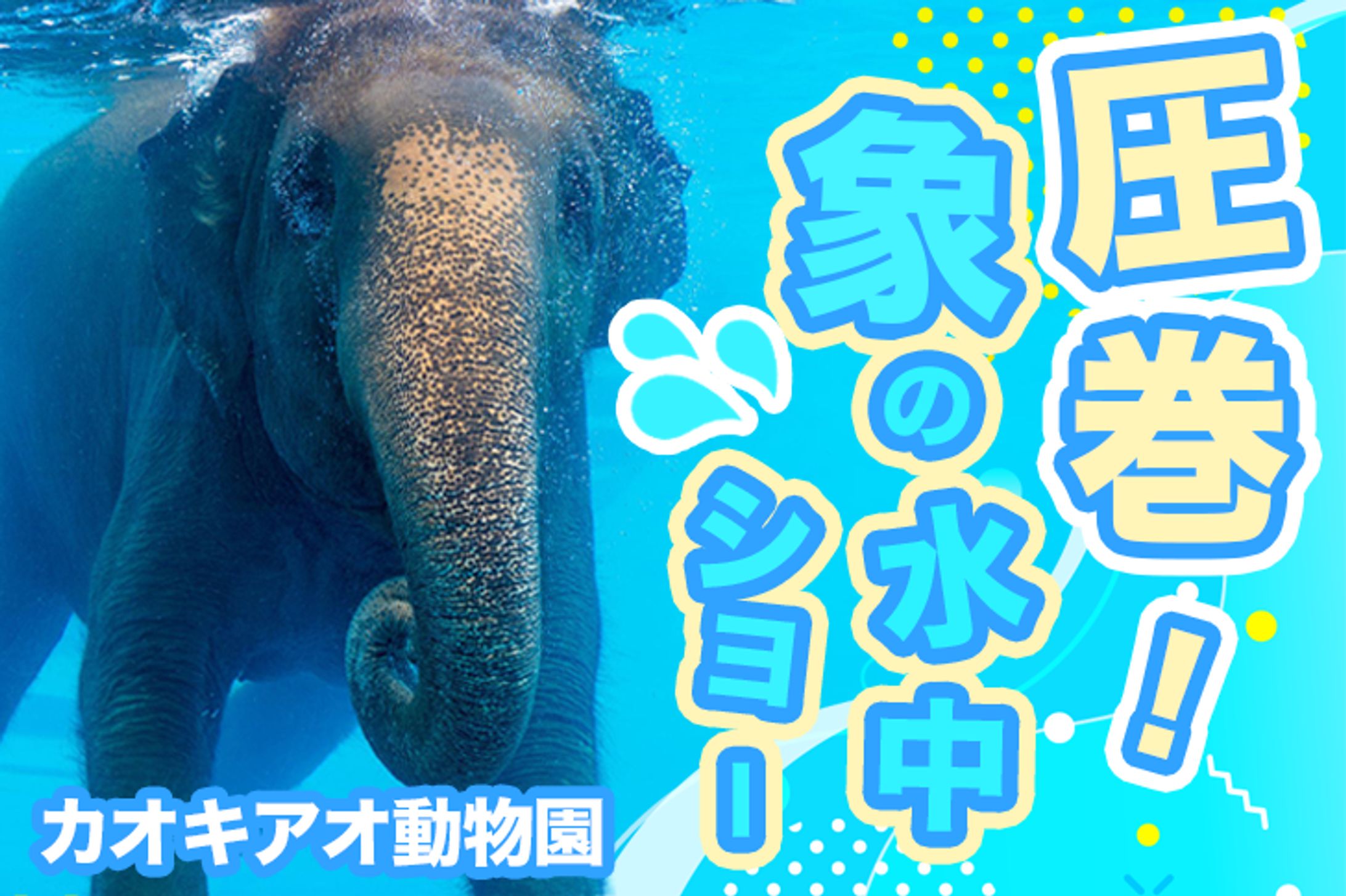 動物サムネイル-1