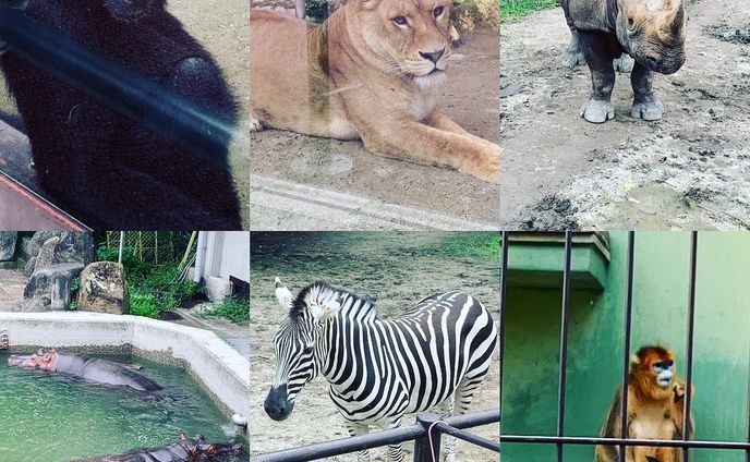 熊本市電に乗って熊本動植物園に行きました。動物達がのんびりしていてお気に入りです。トラさんお食事タイムでした。ゾウもきりんさんもいます。いつきてもワンネスな感じです。テーマパークもいいけどこちらもおすすめです。色彩色豊かです。是非。
#熊本動植物園 
#熊本市電 
@kumamoto_doushokubutsuen