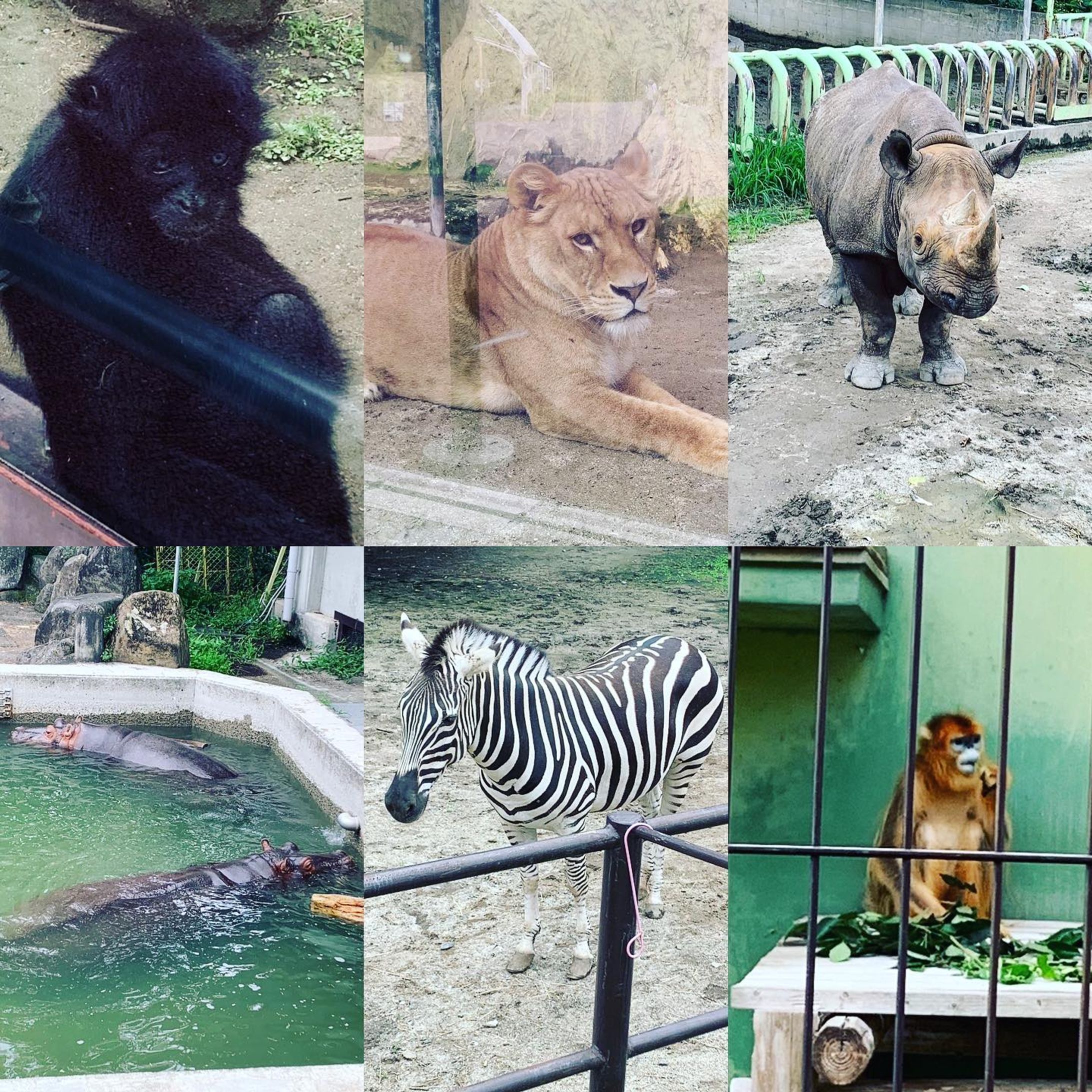 熊本市電に乗って熊本動植物園に行きました。動物達がのんびりしていてお気に入りです。トラさんお食事タイムでした。ゾウもきりんさんもいます。いつきてもワンネスな感じです。テーマパークもいいけどこちらもおすすめです。色彩色豊かです。是非。
#熊本動植物園 
#熊本市電 
@kumamoto_doushokubutsuen-1