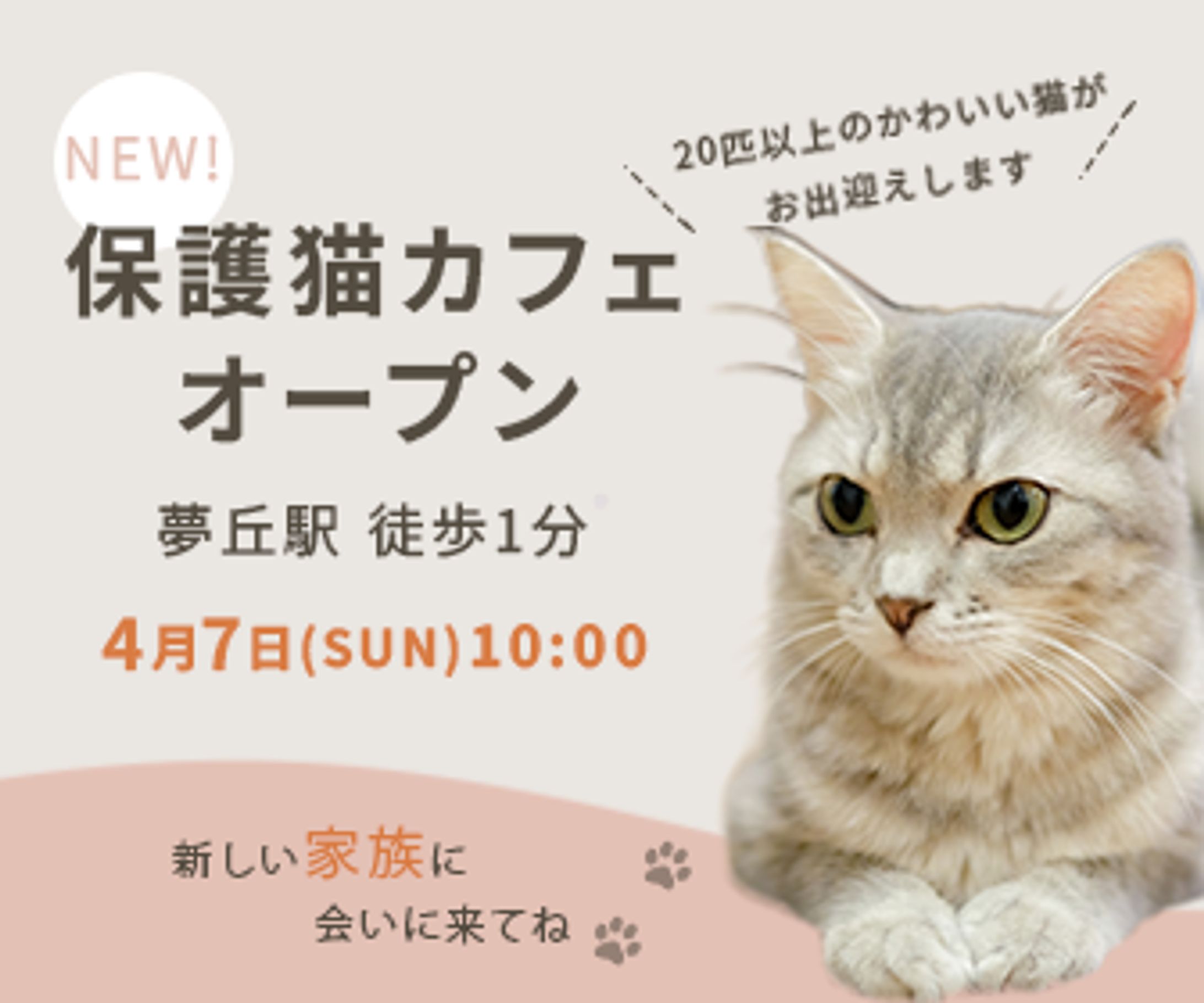 保護猫カフェ-1