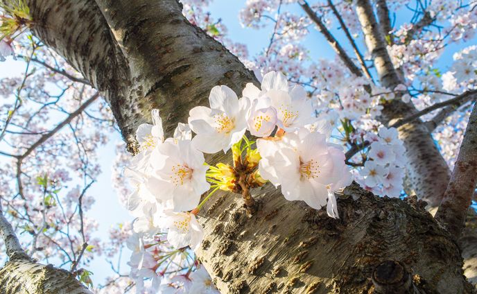 【Instagram投稿】桜