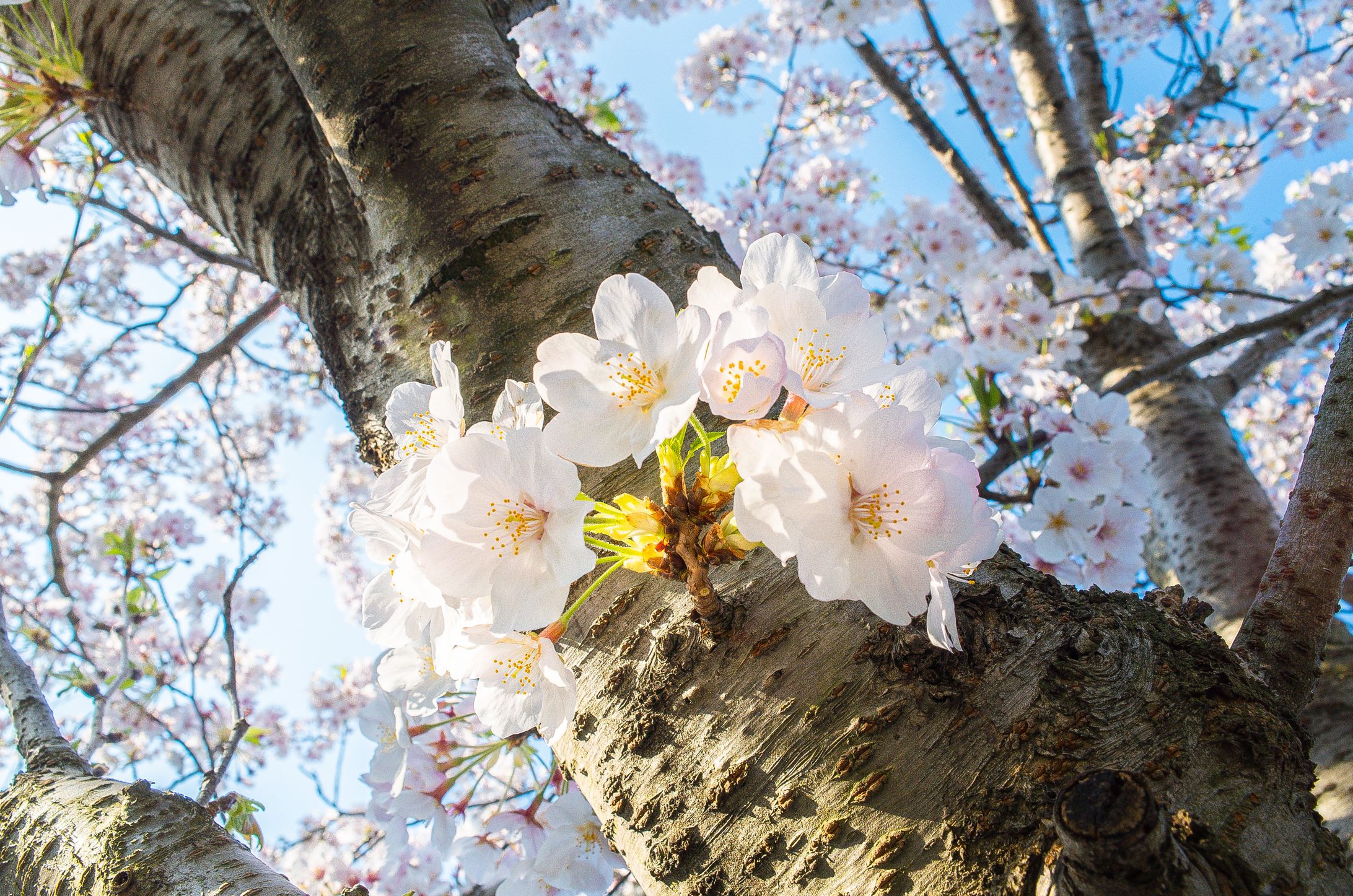 【Instagram投稿】桜-1
