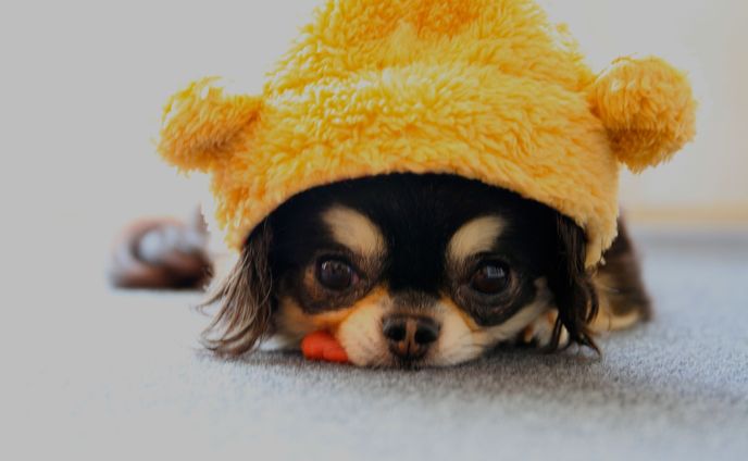 Pet