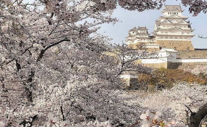 cherry blossom