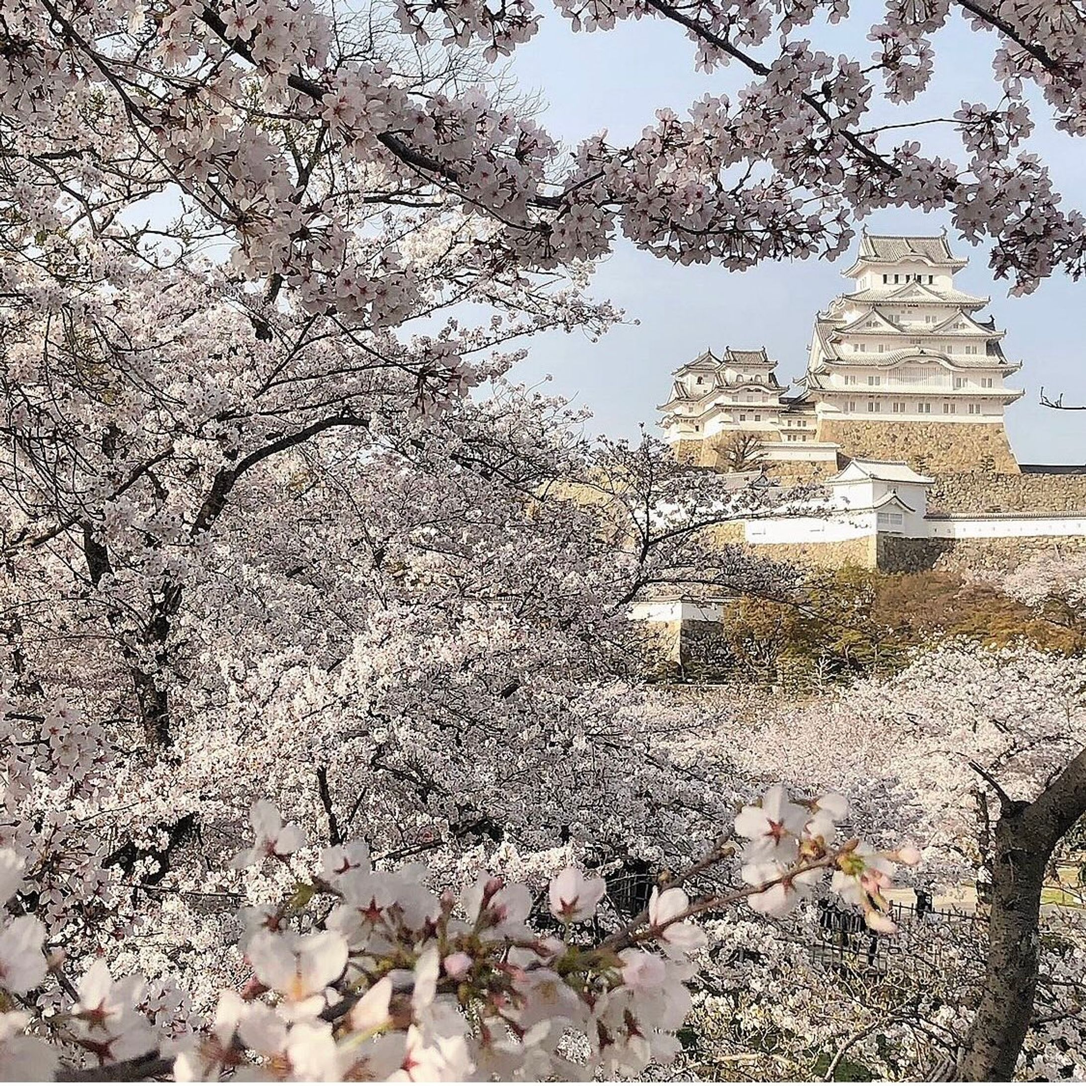 cherry blossom-1