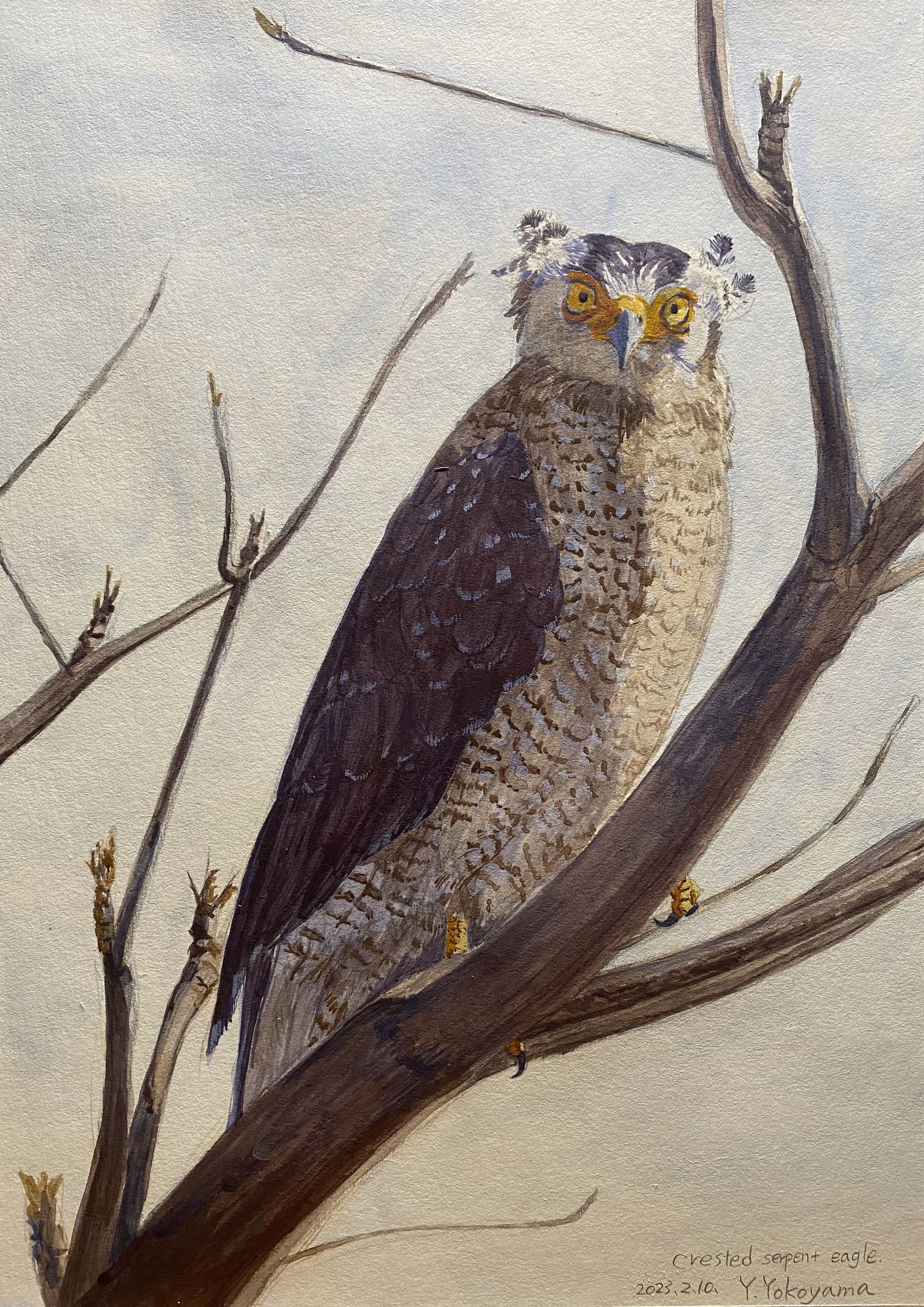 カンムリワシ-1