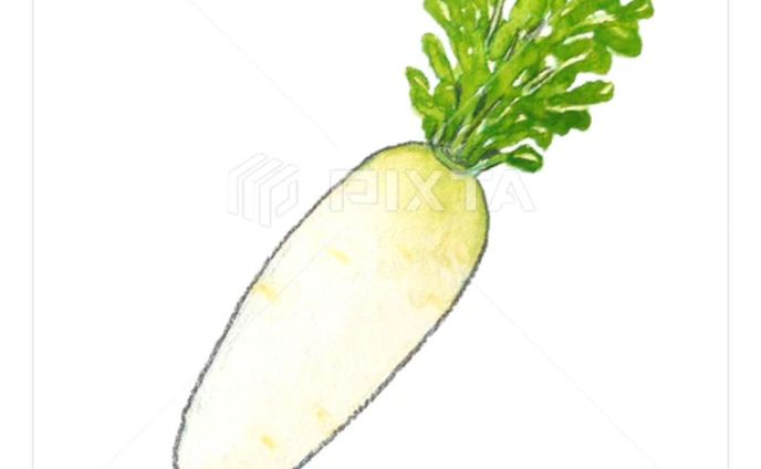 ⁡■【秋冬のお野菜】
＼大根です／
⁡⁡
⁡⁡
⁡素材イラストとしてPIXTAさまにて販売中〜⁡
⁡よろしくお願いします⁡⁡🙇🏻‍♀️‪‪´-
⁡⁡⁡⁡
⁡
https://pixta.jp/illustration/90294782
⁡⁡⁡⁡┈┈┈┈┈┈┈┈┈┈⁡
そういえば、私は⁡⁡⁡まだ一度もぶり大根を作ったことがない……！⁡
⁡
⁡今年こそ作りたいです٩( 'ω' )و⁡⁡
⁡
⁡
⁡
⁡#素材イラスト #pixta #大根 #だいこん #watercolors #水彩色鉛筆 #illustration #イラスト #クライアントさんと繋がりたい #挿絵 #出版社さんと繋がりたい  #食べ物イラスト #野菜イラスト #雑誌のお仕事をしたいです #飲食店さんを応援したい #書籍のお仕事をしたい