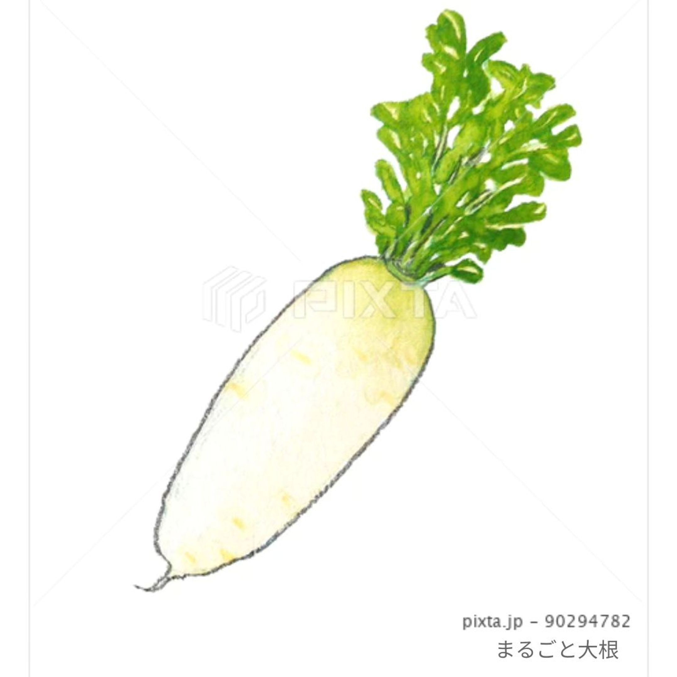 ⁡■【秋冬のお野菜】
＼大根です／
⁡⁡
⁡⁡
⁡素材イラストとしてPIXTAさまにて販売中〜⁡
⁡よろしくお願いします⁡⁡🙇🏻‍♀️‪‪´-
⁡⁡⁡⁡
⁡
https://pixta.jp/illustration/90294782
⁡⁡⁡⁡┈┈┈┈┈┈┈┈┈┈⁡
そういえば、私は⁡⁡⁡まだ一度もぶり大根を作ったことがない……！⁡
⁡
⁡今年こそ作りたいです٩( 'ω' )و⁡⁡
⁡
⁡
⁡
⁡#素材イラスト #pixta #大根 #だいこん #watercolors #水彩色鉛筆 #illustration #イラスト #クライアントさんと繋がりたい #挿絵 #出版社さんと繋がりたい  #食べ物イラスト #野菜イラスト #雑誌のお仕事をしたいです #飲食店さんを応援したい #書籍のお仕事をしたい-1