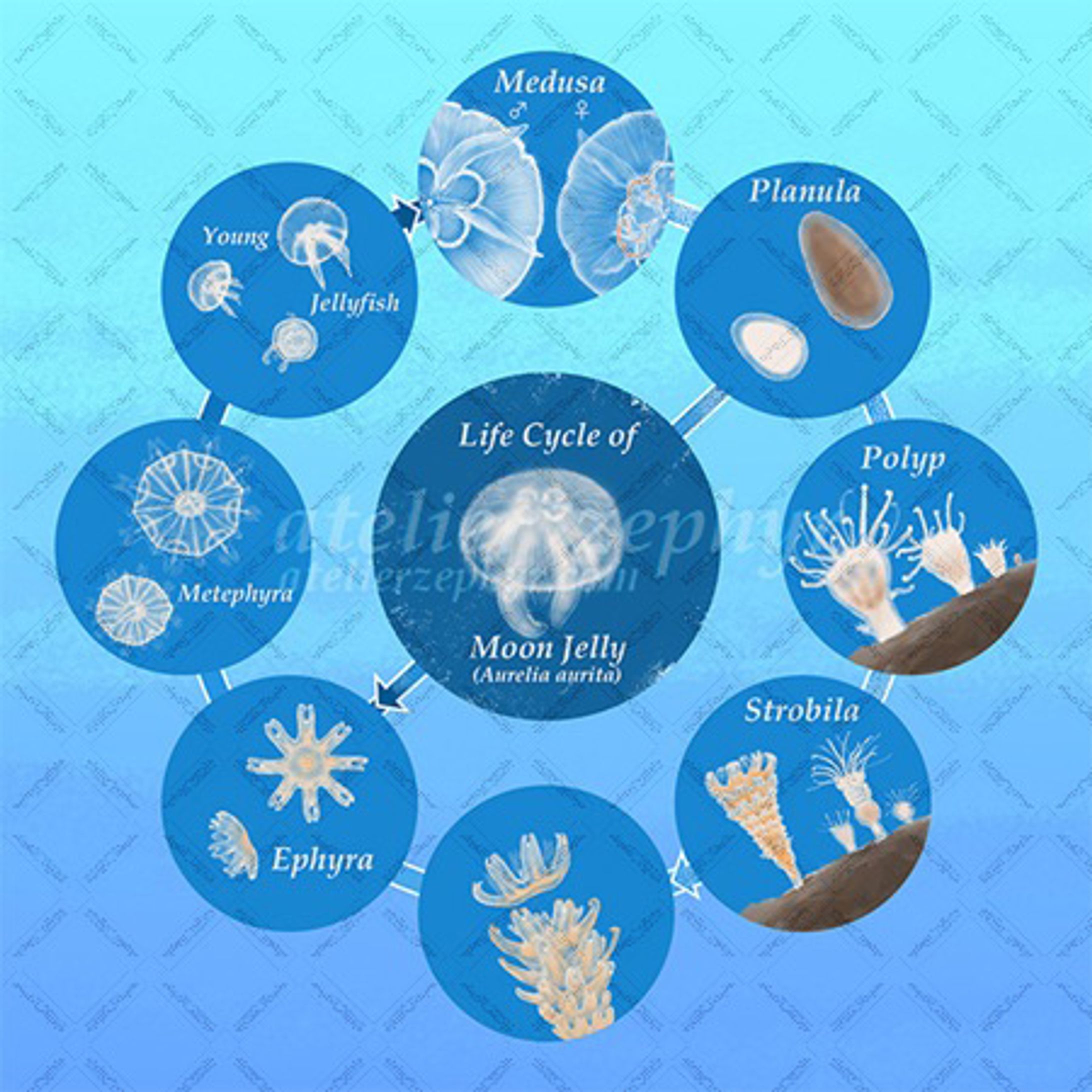 ミズクラゲの生活史　2022 / Life Cycle of Moon Jelly 2022-1