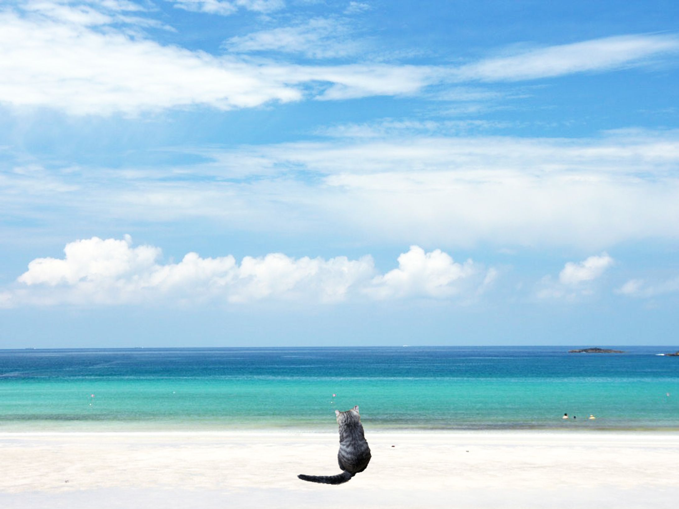  自然の中の猫-1