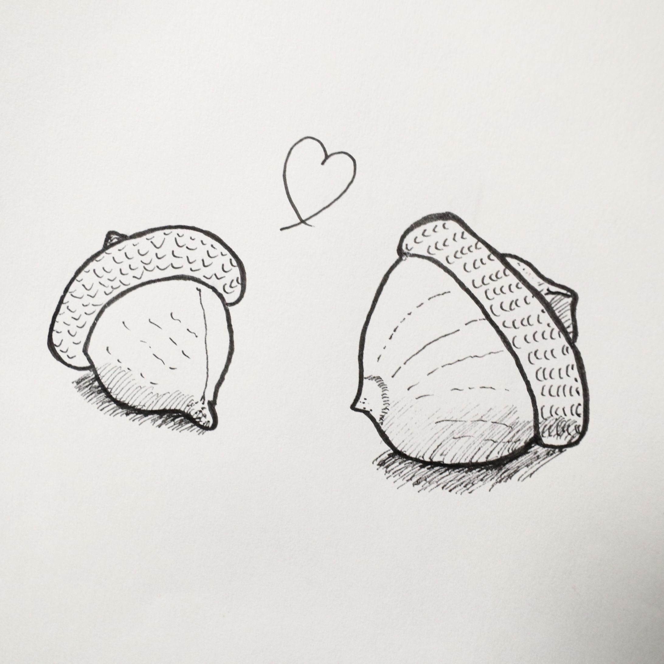 ２つのドングリ-1