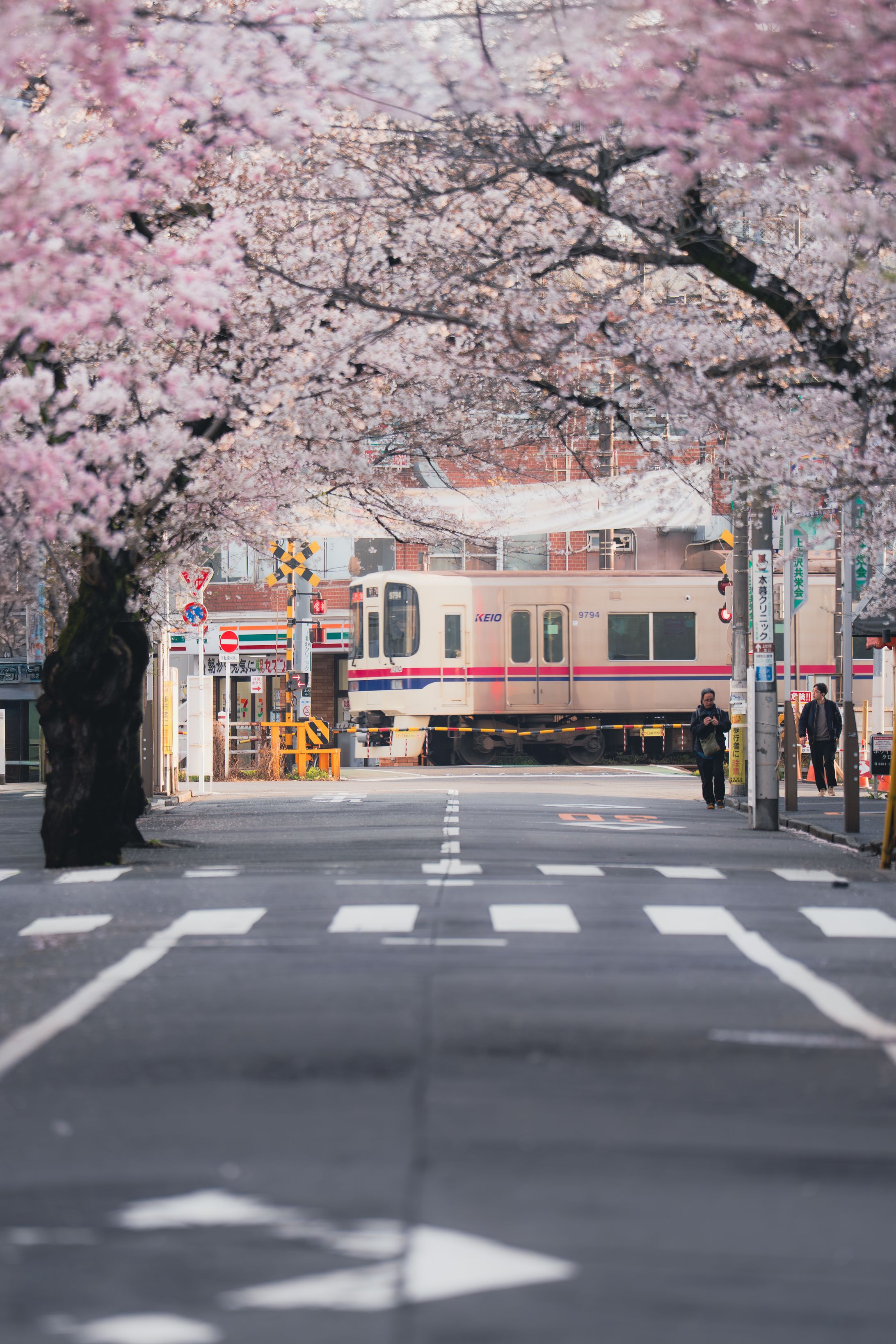 桜と電車-1