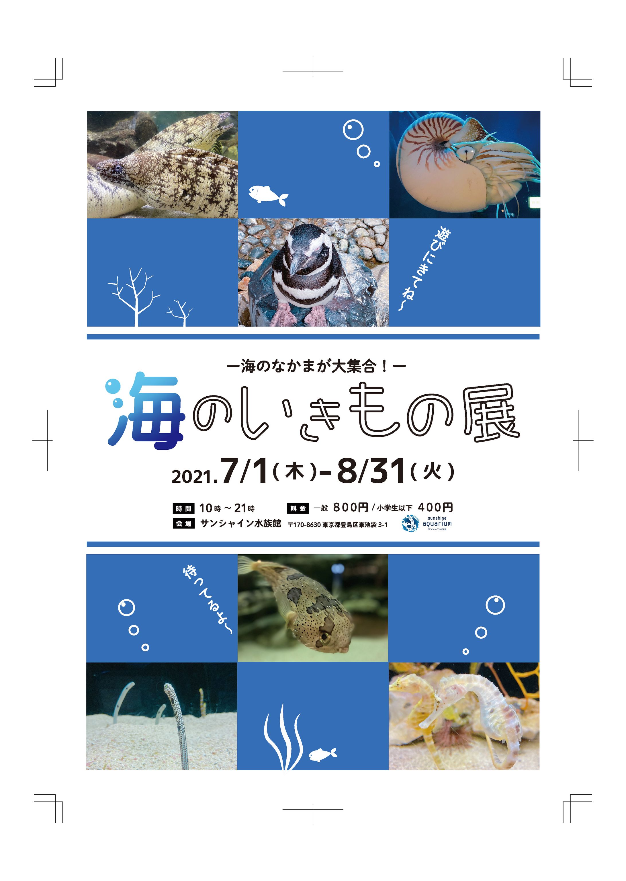 海の生き物展　チラシ-1