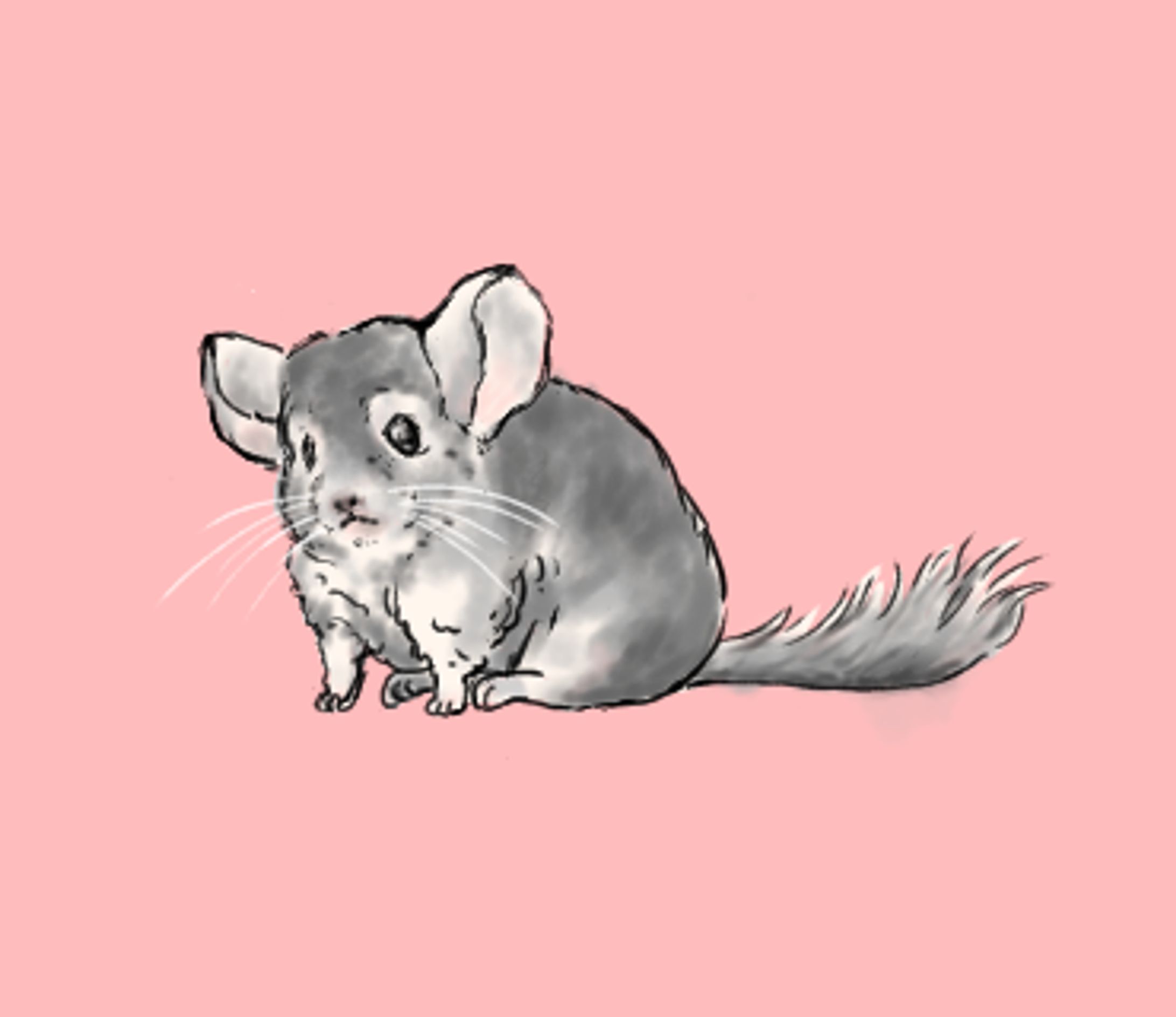 チンチラ イラスト-1