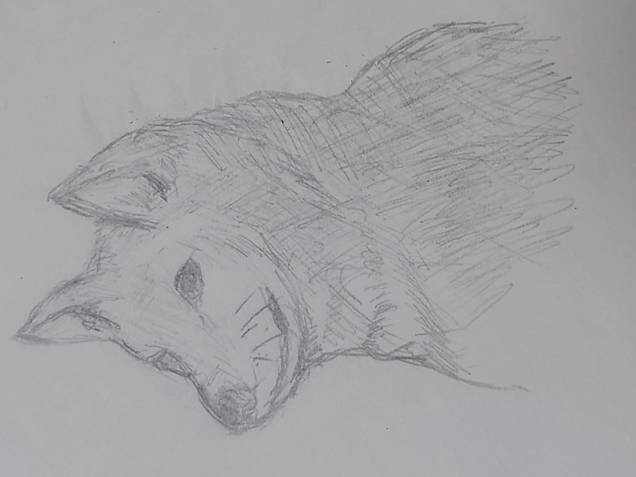 【模写】動物_犬【30分】-1