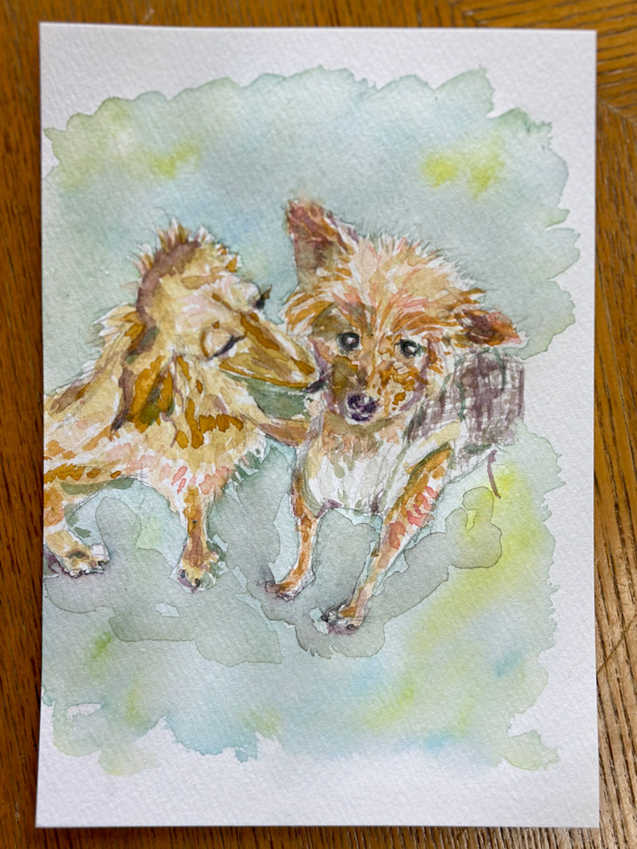 20260228_あん＆ここ🐩🦮-1