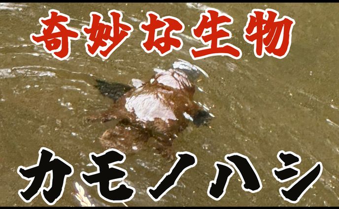 YouTubeサムネイル：カモノハシ