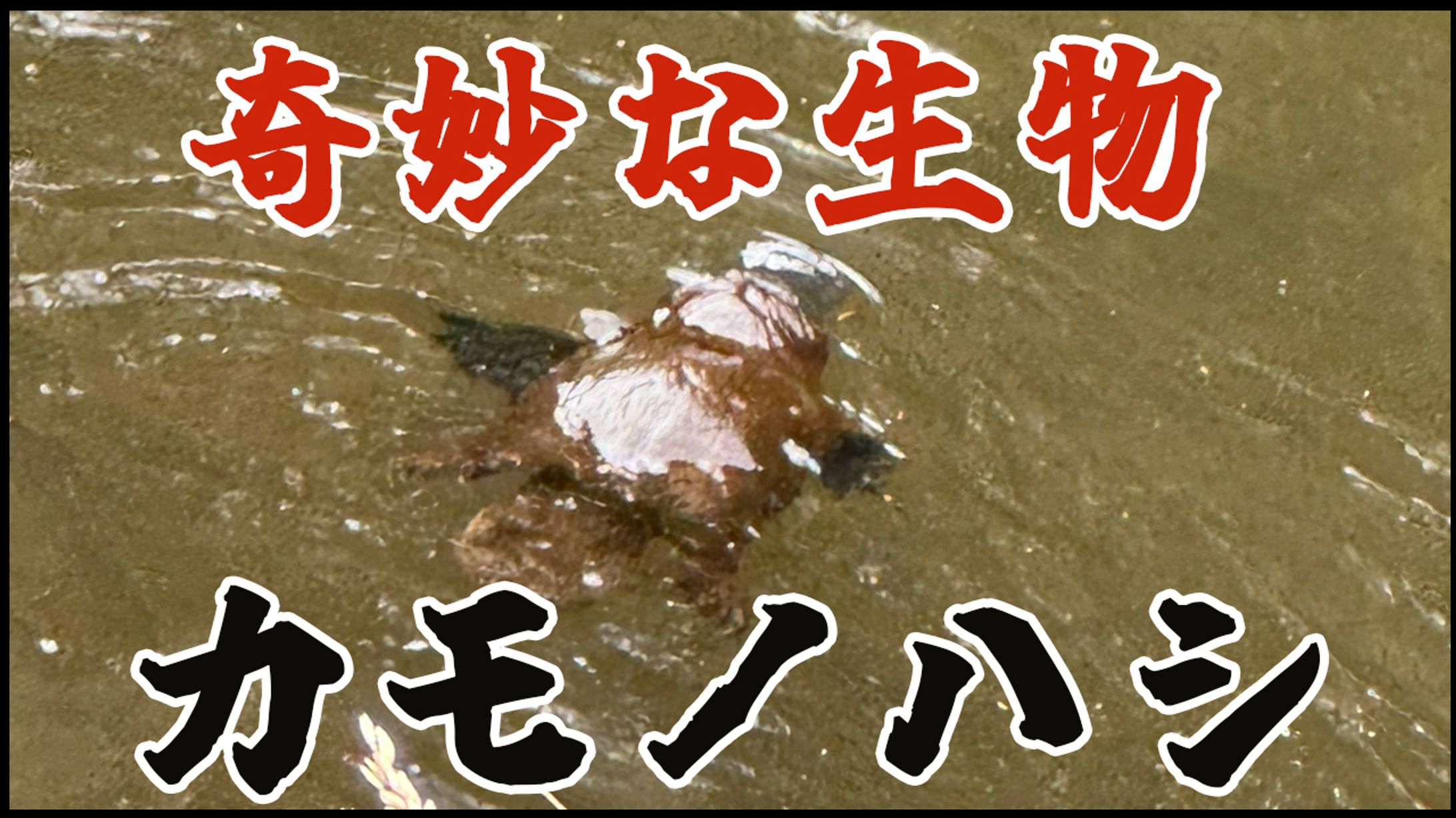 YouTubeサムネイル：カモノハシ-1