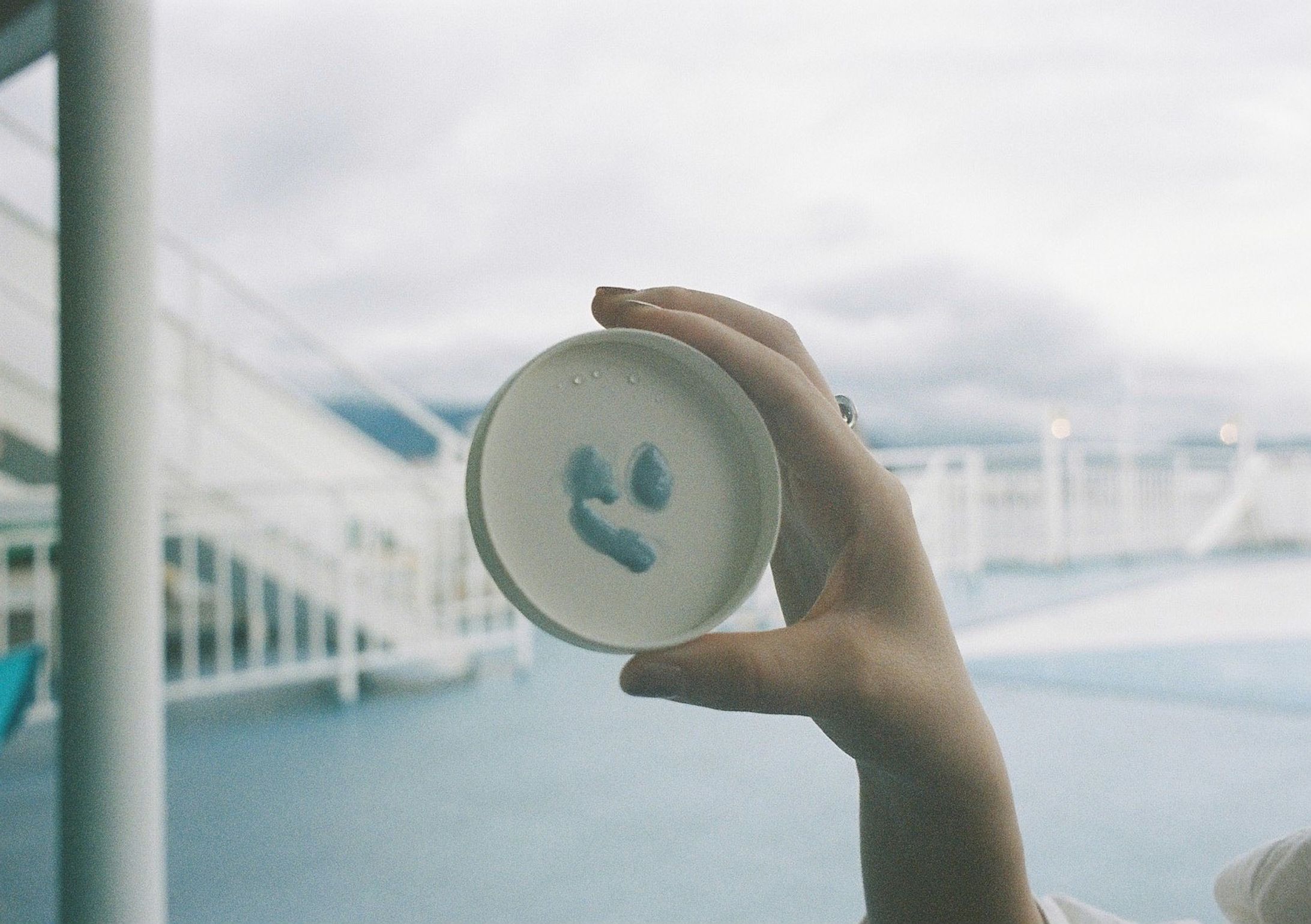 photo / camell-1