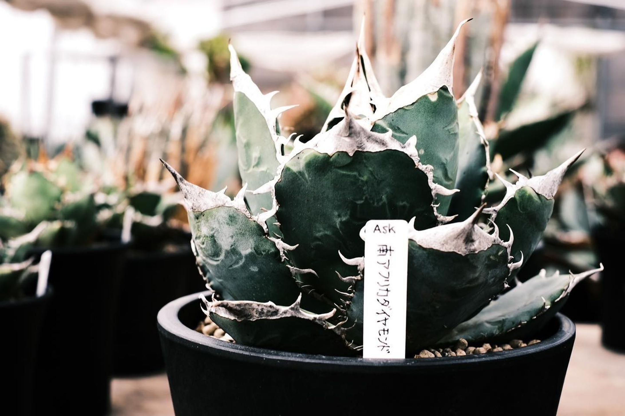 .
📸 photo by @emo___film 

￣￣￣￣￣￣￣￣￣￣￣￣￣￣￣￣￣

#fujifilmx_jp
#fujifilm_street
#life_with_xseries
#fujilovers
#fujifilm_jp 

#agave
#fujilove
#fujilovegear 
#fujilovers 
#fujixpassion 
#fujixlovers

#富士フィルム
#福岡写真部 
#福岡写真好きな人と繋がりたい 
#富士フィルムxe4 
#富士フィルムのカメラ好きな人と繋がりたい

￣￣￣￣￣￣￣￣￣￣￣￣￣￣￣￣￣-1