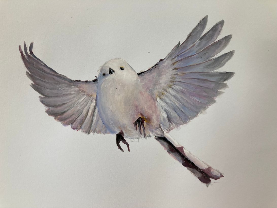 シマエナガ 8a59eab9557f11c3ed3ec8011b8e56