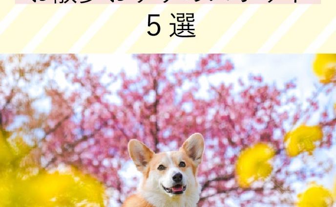 Instagramフィード テンプレート作成