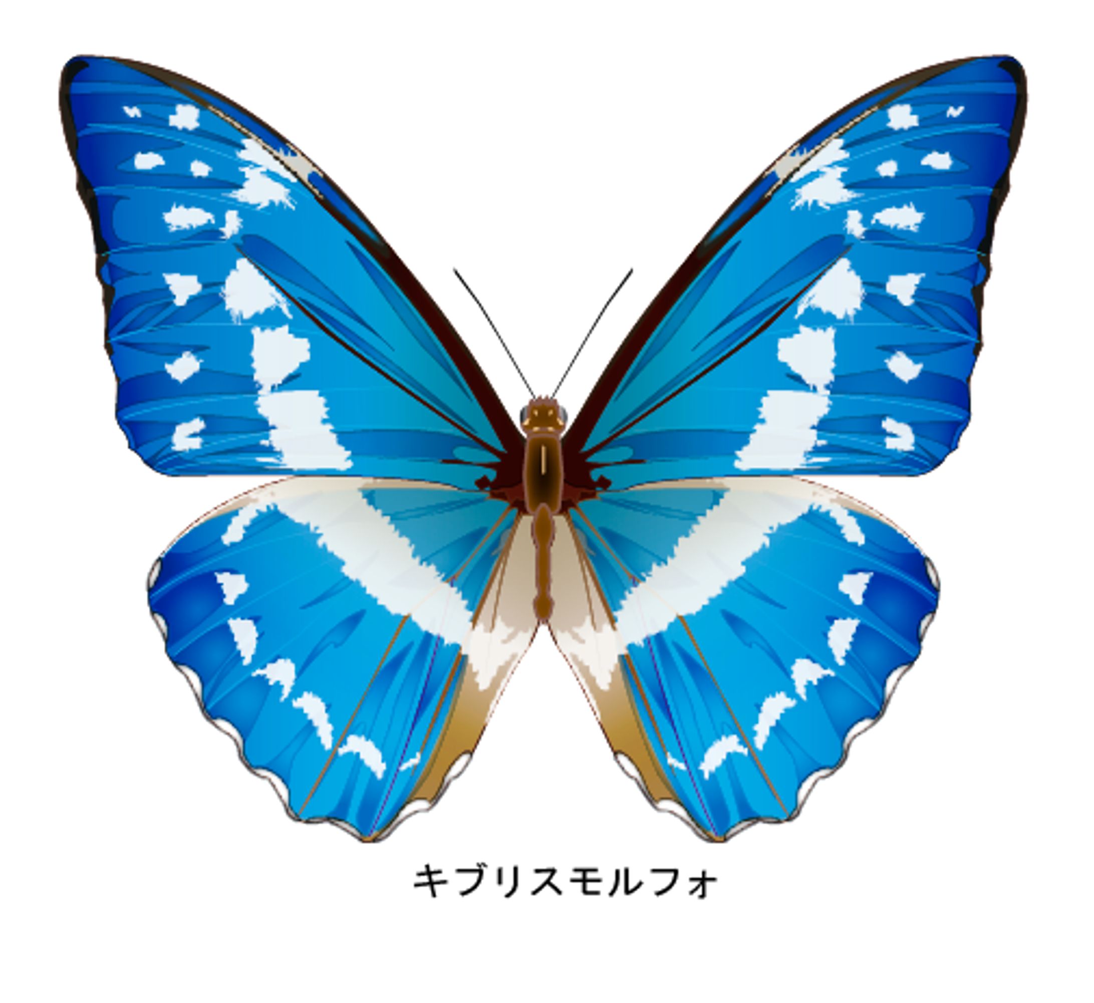 昆虫イラスト-1