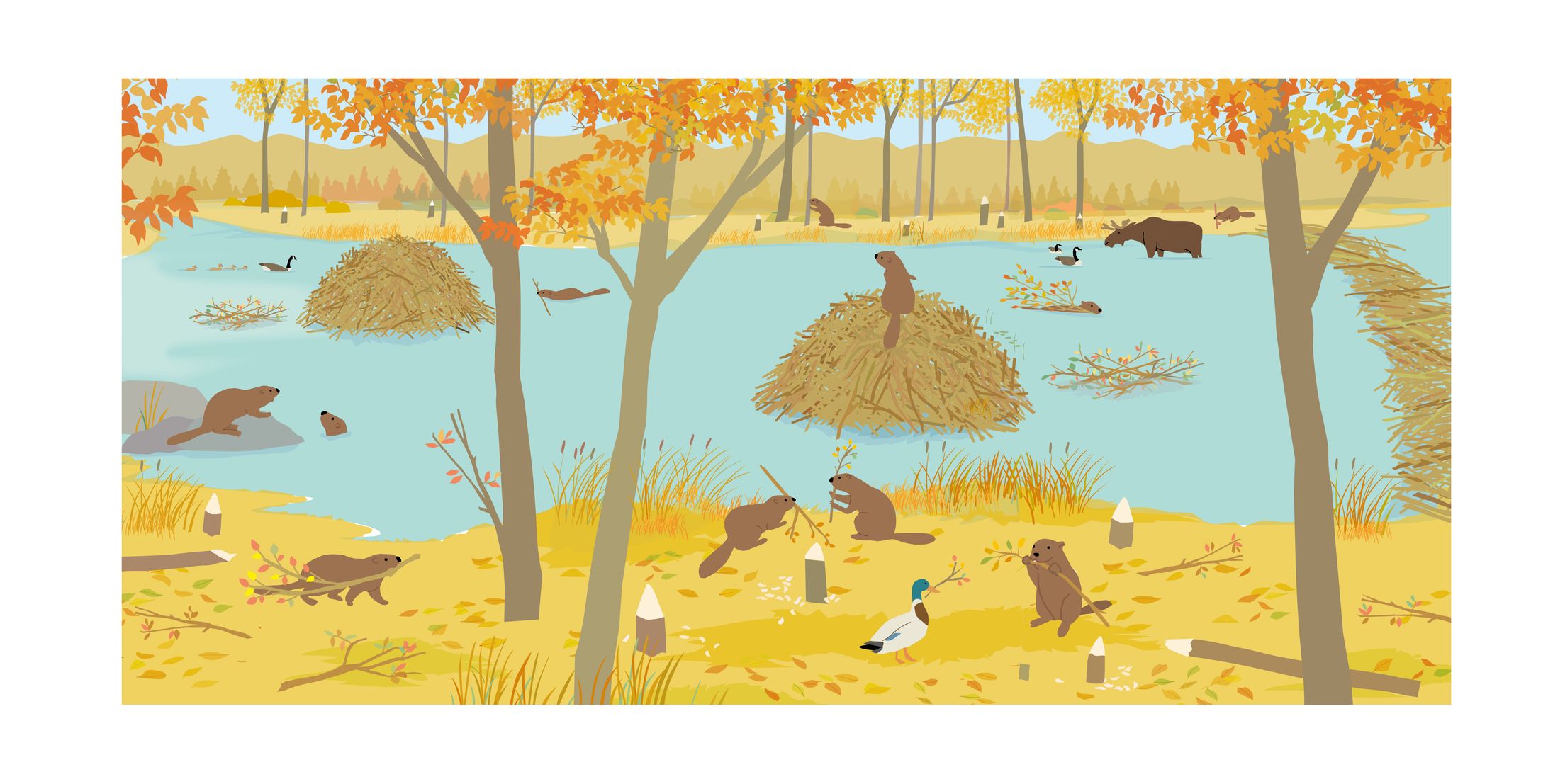 秋 beaver pond -1