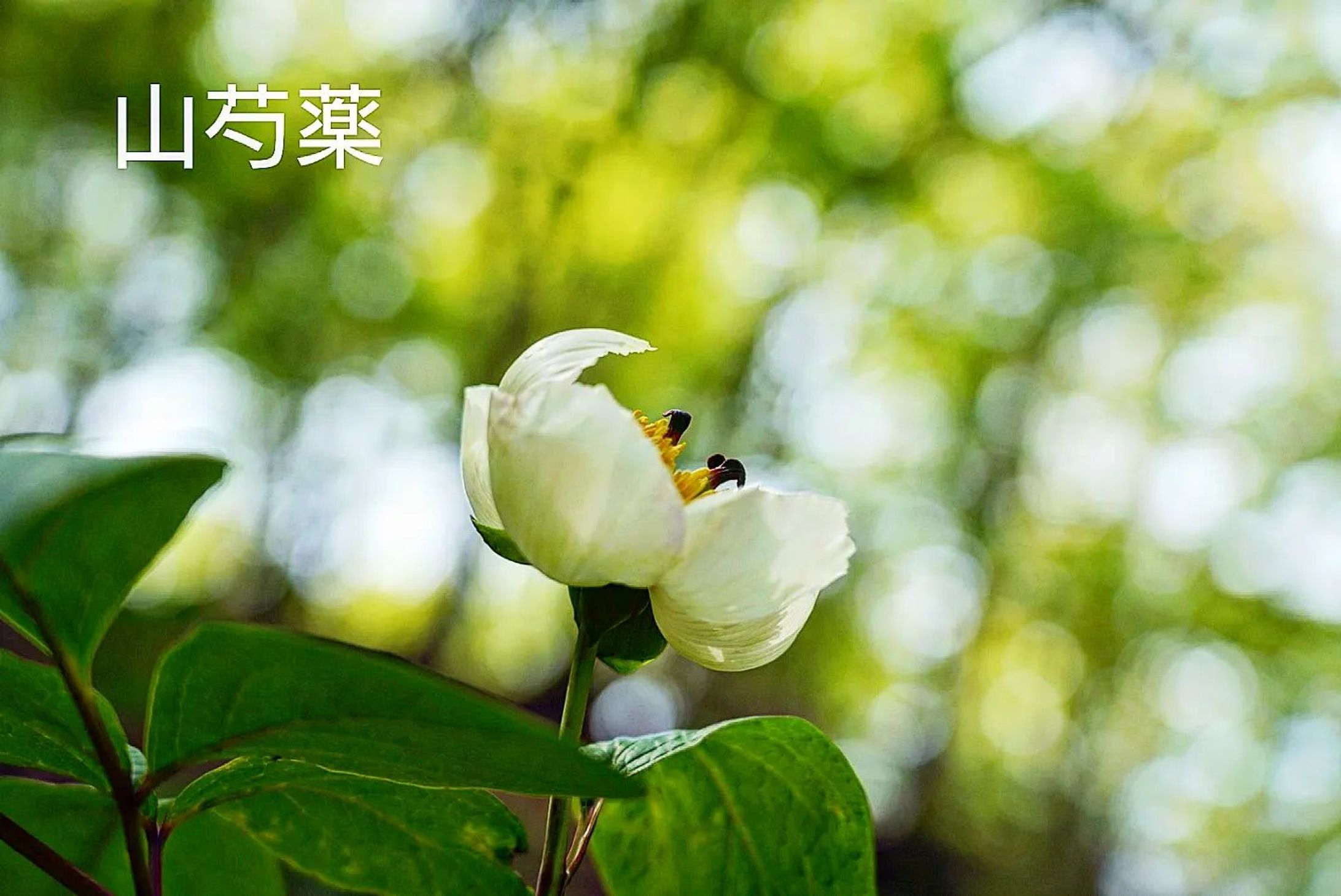 山芍薬
yama shakuyaku
2023 April

I thought that even if I went to this place, the flowers of "yama shakuyaku" would fall and I might not make it in time, but when I actually went there, there were many flowers in full bloom, and I was able to take pictures in various situations.
I was able to confirm that this plant grows naturally in places other than the mountain trail.

#team_jp_flower
#flowerpic #flowermagic #flowerpassion #flowerpower #flowerbeauty #gardenflowers #flowerphotography #flowerphoto #flowerlife #flowerlove #flowerloversdaily #flowerlovers #naturephotography #naturepic #nature_perfection #nature_obsession #nature_brilliance #natureshots #kokohana
#flowers_super_pics #flowers_nirvana #山野草 #flower_daily #flower_shotz #flower_igers #flower_perfection
#nb_nature_brilliance
#花フレンド-1