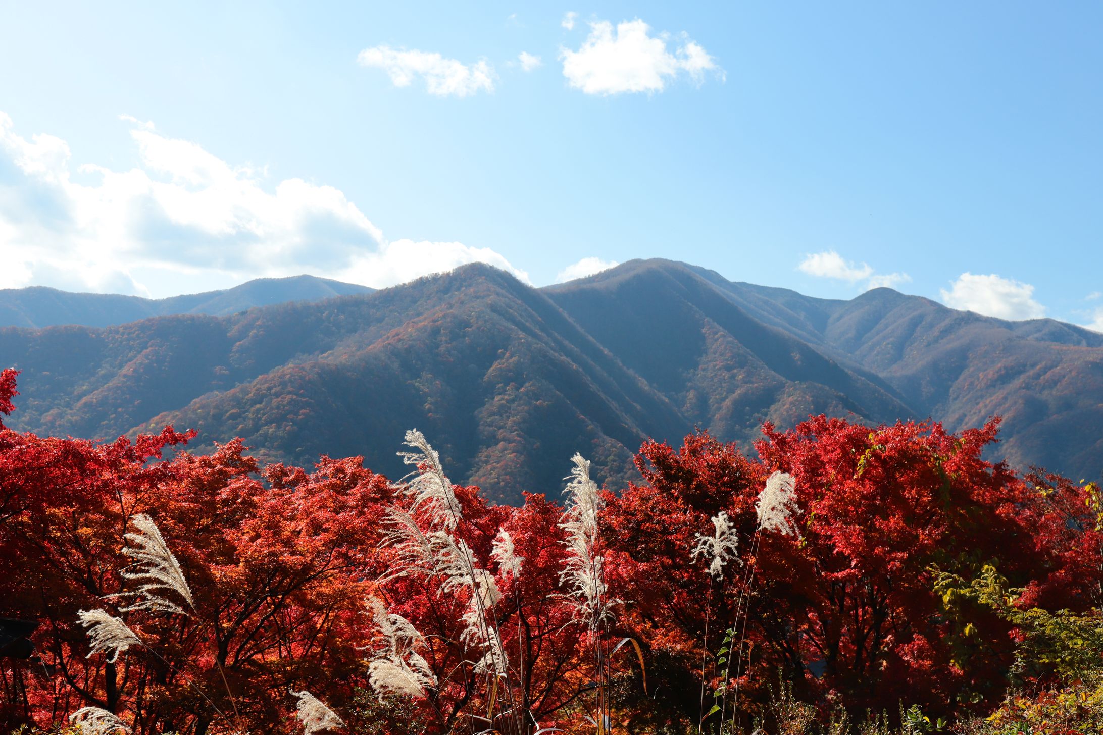 埼玉県 秩父市 三峯山-1