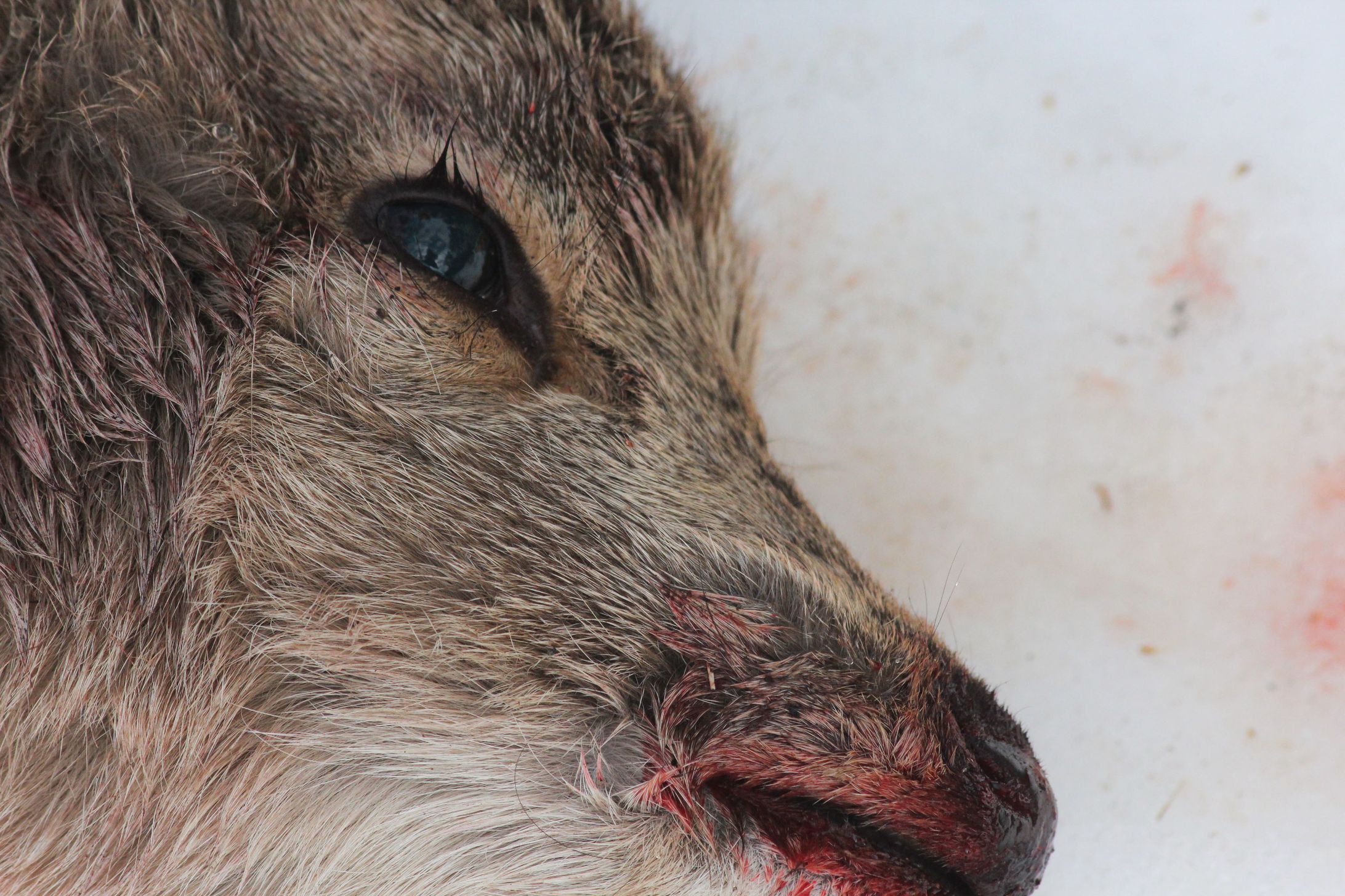 【concept】命を預かり、そして還す。敬意と尊敬のものづくり-1