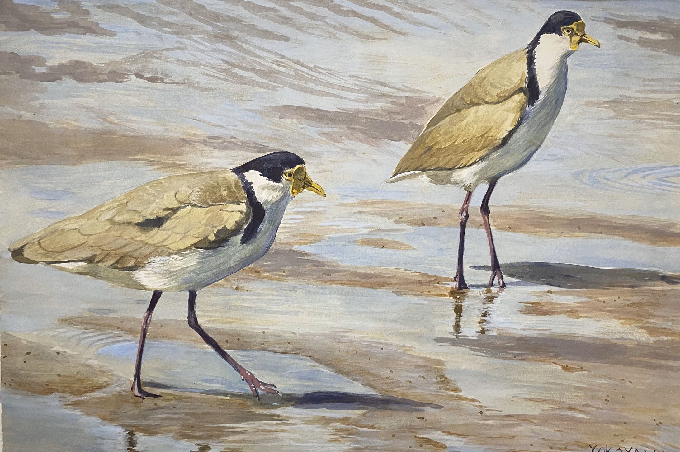 ズグロトサカゲリ-1