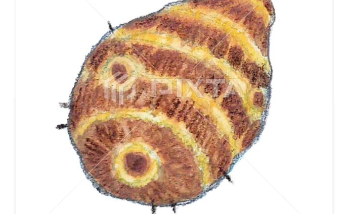 ⁡⁡■【秋冬のお野菜】
＼里芋／
⁡
⁡素材イラストとしてPIXTAさまにて販売中〜⁡
⁡よろしくお願いします⁡⁡🙇🏻‍♀️‪‪´-⁡
⁡
⁡⁡https://pixta.jp/illustration/85684713
⁡⁡
⁡┈┈┈┈┈┈┈┈┈┈⁡
⁡⁡
里芋の『どろんぼ和え』⁡ていう食べ方が好きです。⁡
⁡お味噌をみりんで練ったたれ(田楽のたれ？)に、ふかした里芋を和えるだけの。⁡
⁡お好みで、白すり胡麻をぱっぱっと。⁡
食べたくなってきた( 'ч'๑ )ŧ‹"ŧ‹"⁡⁡
⁡
⁡皮を剥くとき要注意な野菜ランキングTop３くらいに入ると思う⁡(何度も手を滑らせて危ないことになっている)⁡
⁡⁡
⁡
⁡⁡
⁡#素材イラスト #pixta #watercolors #水彩色鉛筆 #illustration #イラスト #クライアントさんと繋がりたい #出版社さんと繋がりたい  #食べ物イラスト #野菜イラスト #雑誌のお仕事をしたい #飲食店さんを応援したい #書籍のお仕事をしたい⁡⁡
⁡