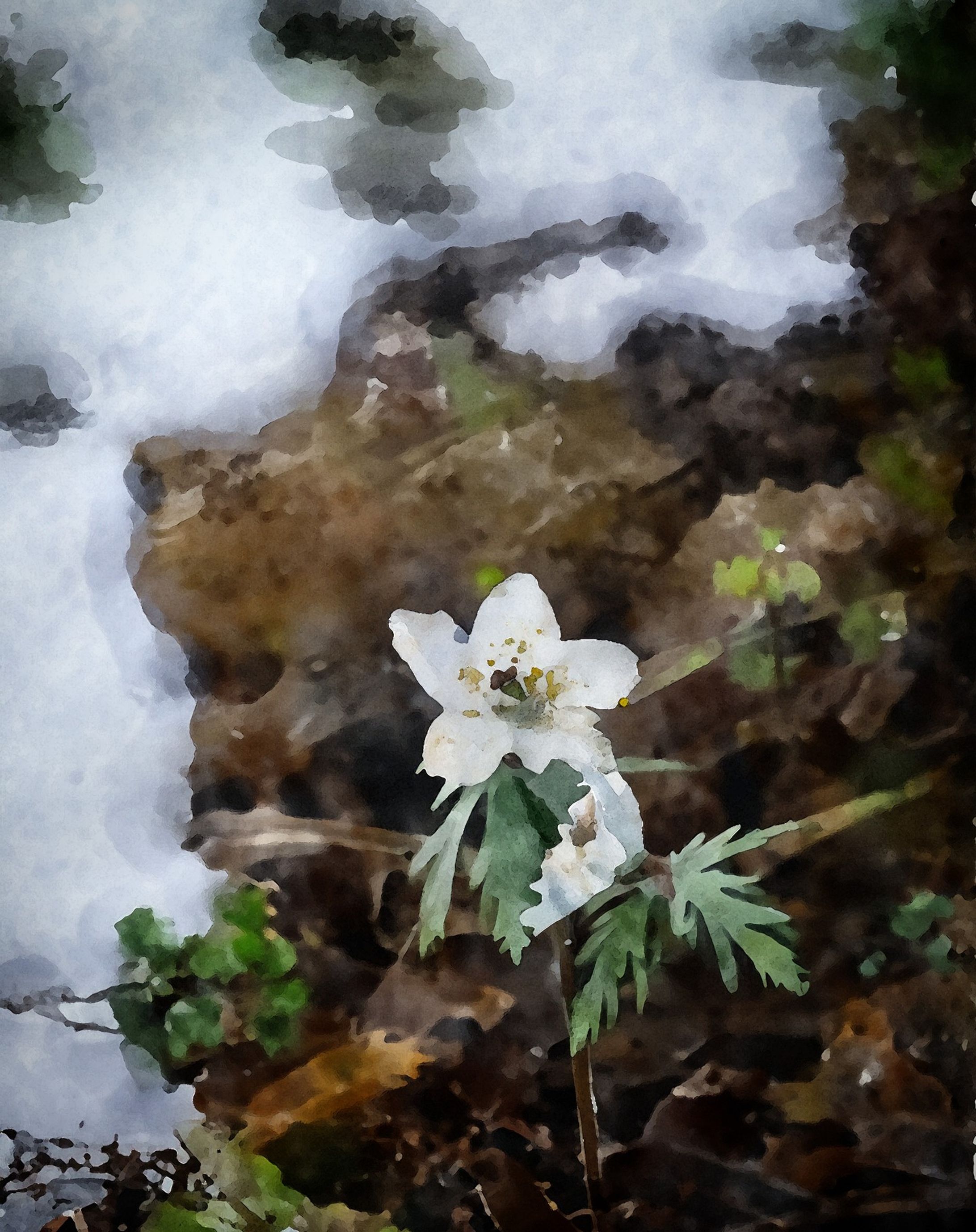 雪の中から顔を覗かせるセツブンソウ-1