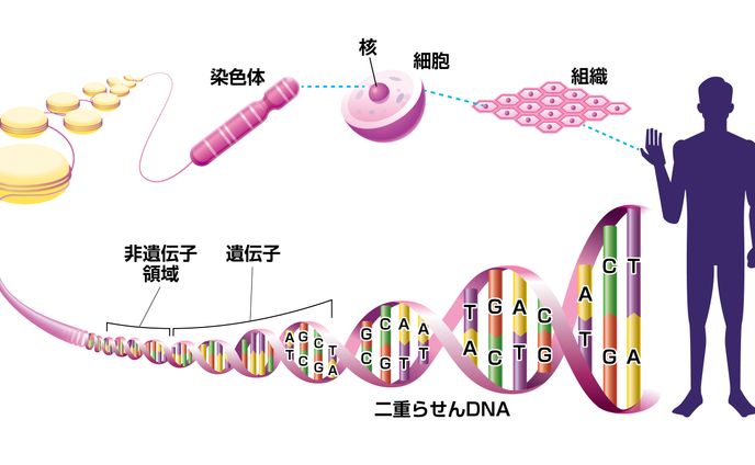 医療系イラスト