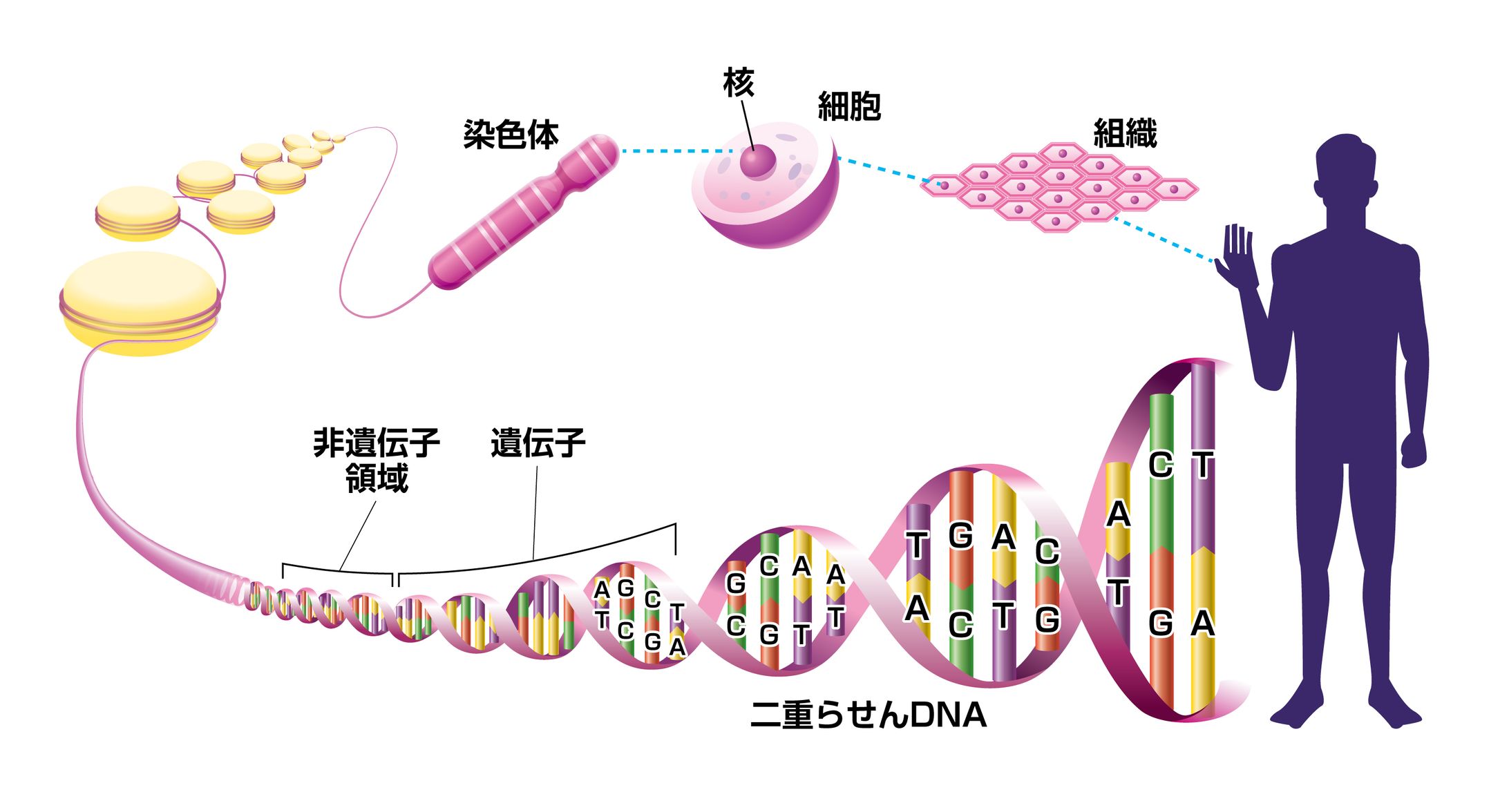 医療系イラスト-1