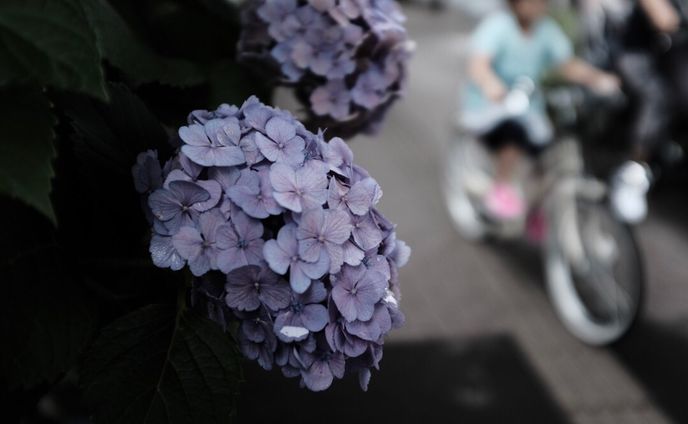 紫陽花