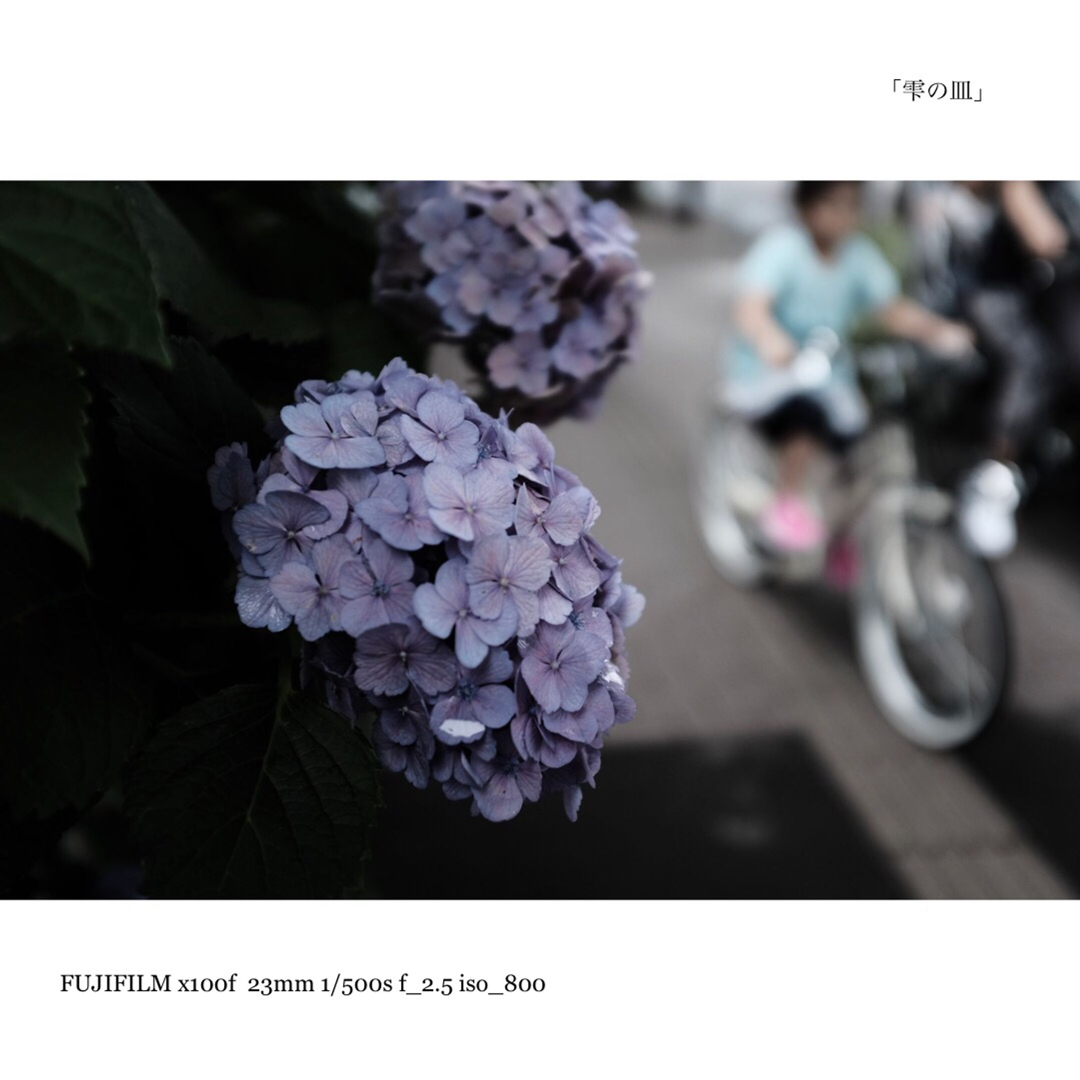 紫陽花-1