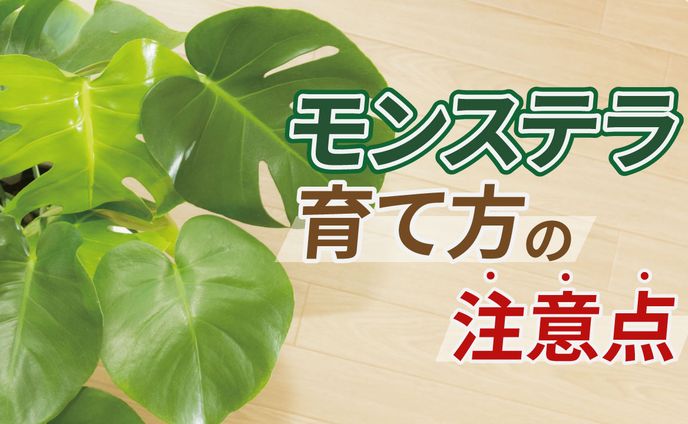 モンステラ　育て方の注意点