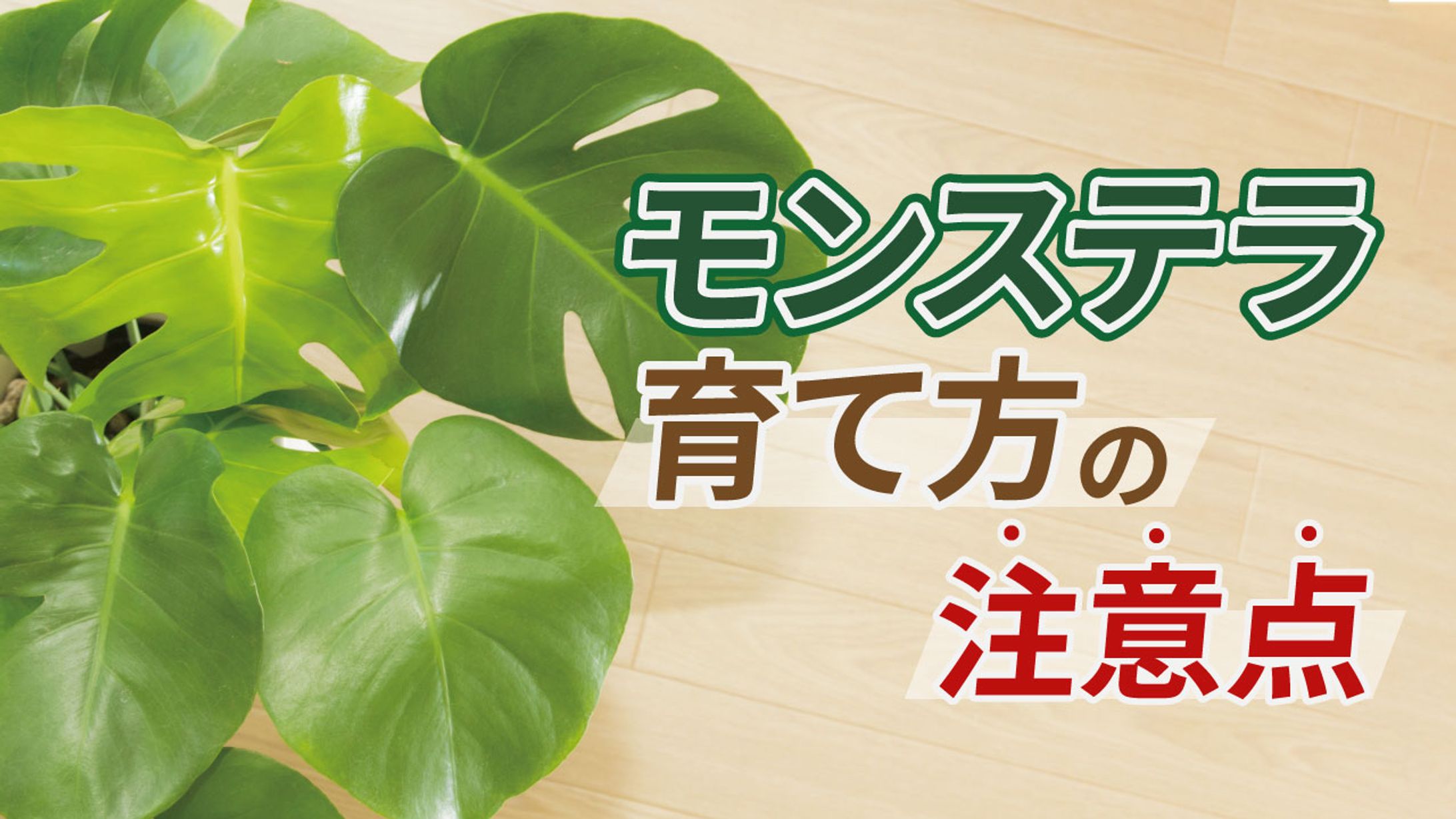 モンステラ　育て方の注意点-1