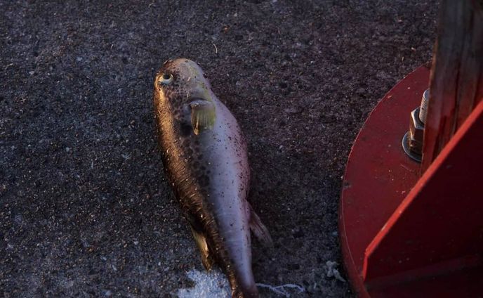 無常
#CanonEOS5D#佐賀県#唐津市#呼子#呼子港#魚#死骸#スナップ