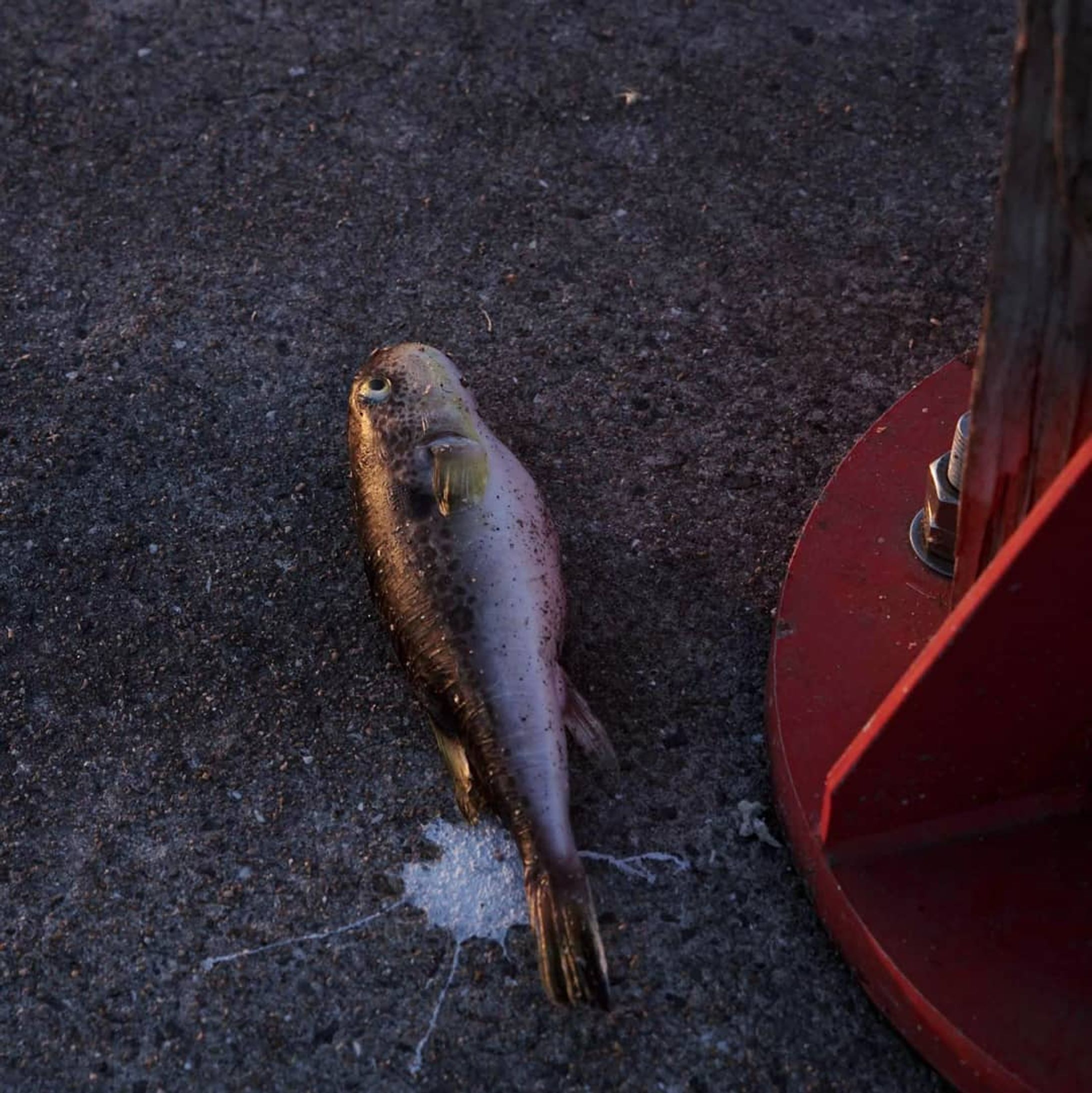 無常
#CanonEOS5D#佐賀県#唐津市#呼子#呼子港#魚#死骸#スナップ-1