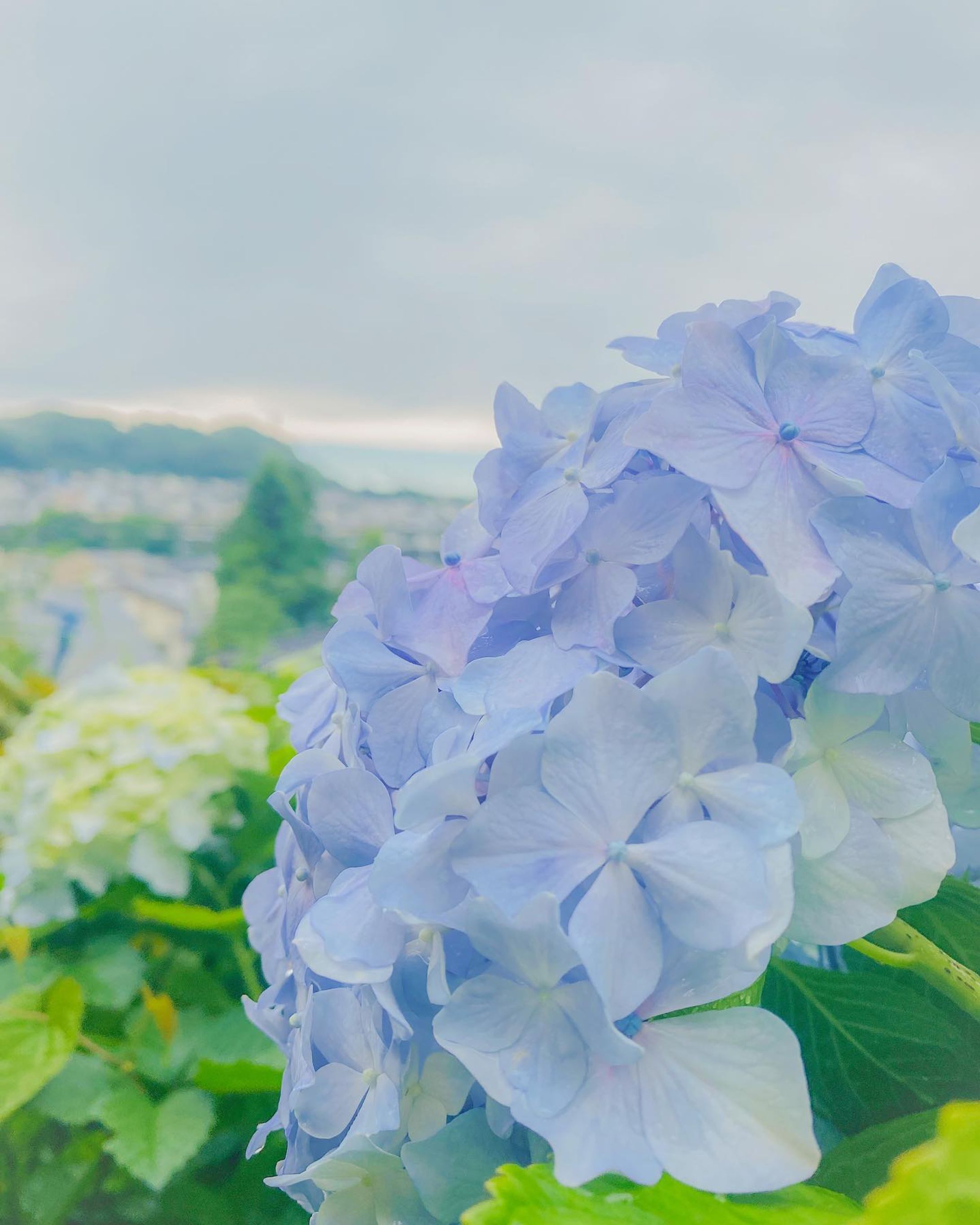 また来年会おう、紫陽花。

高知県　高知市（JAPAN KOCHI）

撮影　iPhone11pro-1